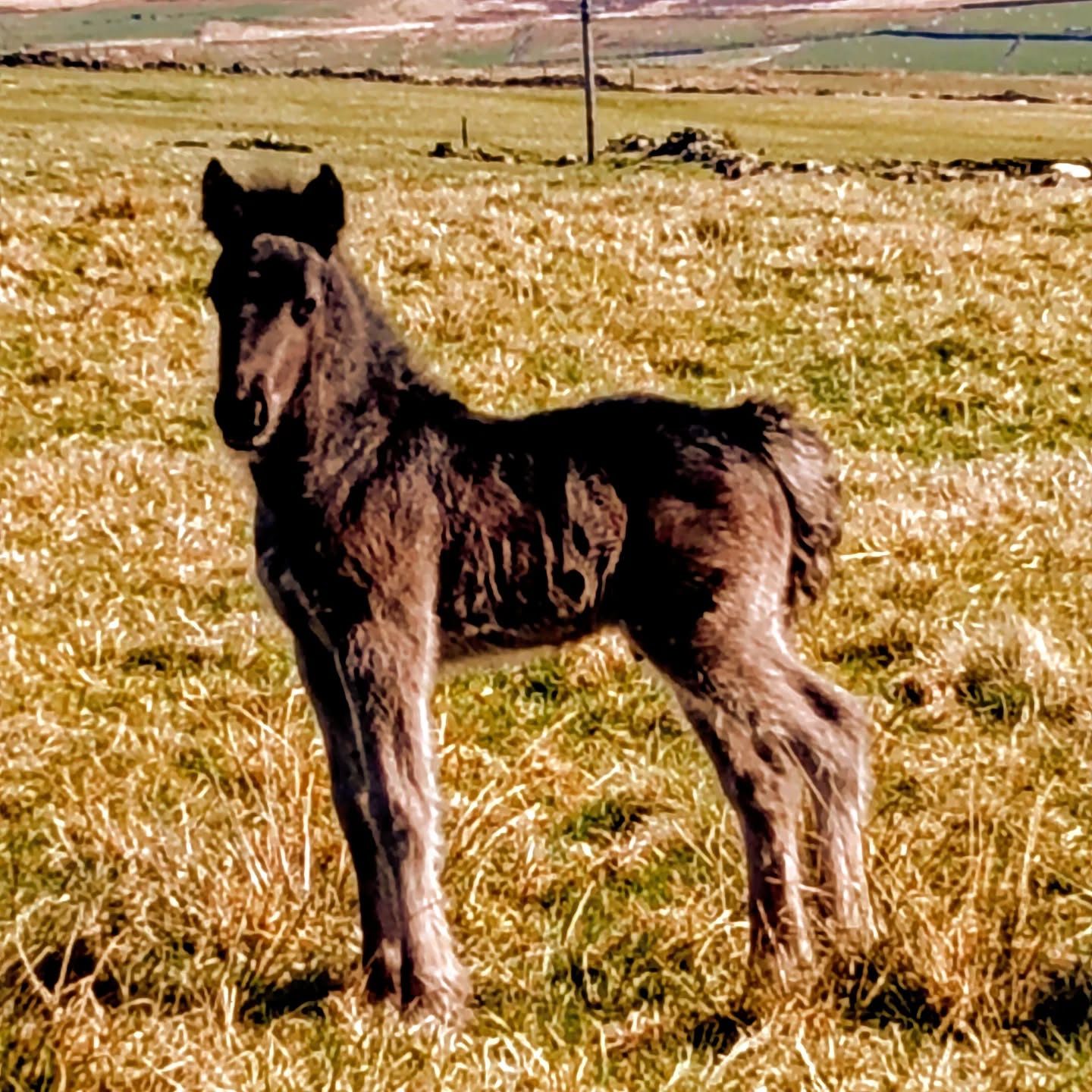 This little colt! A fabulous bike ride in the sun this morning and treated to this wonderful sight! #bikelife #hebdenbridge #dalespony #horse #foal