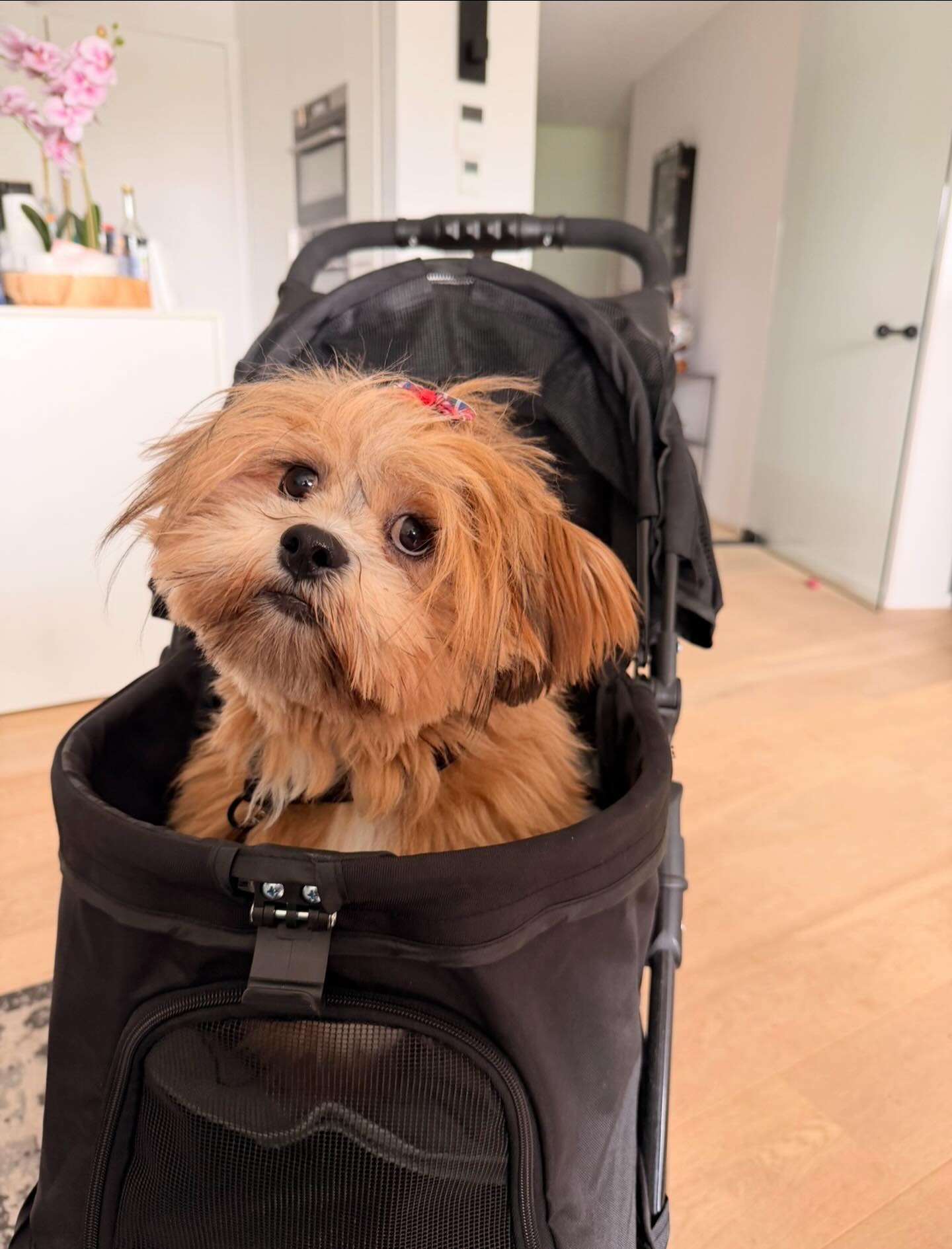 Zoveel plassen in huis! 🫢
Dit is Jerommeke, een schattige Lhasa Apso van 9/10 maanden. Toen ik werd gevraagd om te helpen met zijn plasgedrag, was het duidelijk: het huis was zijn toilet! Het tapijt en de mooie parketvloer kregen er flink van langs, en Jerommeke had ook een ongebruikelijke voorkeur voor de uitwerpselen van de kat... 😬
Het was een lastige situatie, maar samen zijn we aan de slag gegaan! Dankzij de inzet van zijn baasje, Kristine, en het opvolgen van mijn adviezen, is er veel veranderd. Jerommeke weet nu dat zijn behoeftes buiten moeten worden gedaan, en niet binnen! 👏🐾
Fantastisch gedaan, Kristine! Heel blij dat ik kon helpen. We blijven ons best doen en werken verder aan een blije, plassen-vrije toekomst!
www.delie-dogtraining.be 🐶✨#hondenvaninstagram #hondengedragsproblemen #hondenliefhebber #lhasaapsoworld #hondentraining