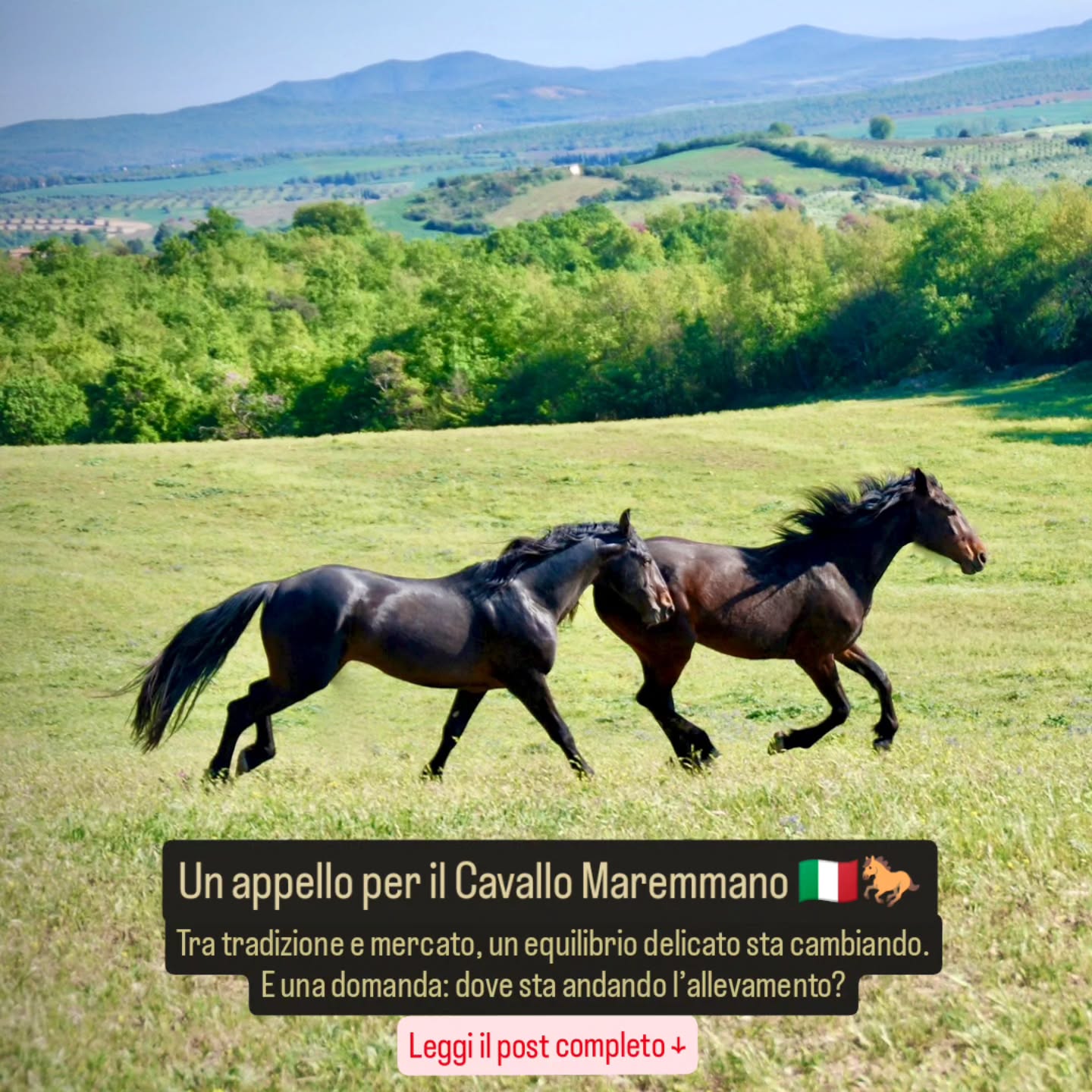 Un appello per il Cavallo Maremmano 🇮🇹🐎🌿
L’allevamento equino non riguarda solo le genealogie, né soltanto il tipo o il movimento.
Riguarda una responsabilità che si estende attraverso le generazioni.
E nel caso del Cavallo Maremmano significa molto di più: un patrimonio culturale cresciuto nel tempo, una popolazione adattata al territorio – e un equilibrio delicato che non è affatto scontato.
Il Maremmano non è un cavallo “costruito”. È nato dalla Maremma stessa – dai terreni difficili, dagli spazi aperti, dal clima, dal lavoro e dalla struttura sociale del branco. Le sue qualità non sono casuali, ma il risultato di una selezione sviluppatasi nel corso di lunghi periodi: robustezza, salute, lucidità mentale, sicurezza nei movimenti, adattabilità e una notevole stabilità interiore.
Eppure proprio questo equilibrio sta iniziando a cambiare.
Non in modo improvviso. Non in modo evidente. Ma lentamente – attraverso una serie di sviluppi che agiscono insieme.
Oggi l’allevamento si orienta inevitabilmente anche al mercato. E questo non è di per sé sbagliato. Gli allevatori devono poter vendere i loro cavalli per continuare a lavorare.
Perché allevare cavalli richiede enormi risorse, costi elevati e comporta molti rischi: dall’allevamento alla nutrizione, dalla gestione dei terreni alle cure veterinarie, fino al tempo e alle competenze necessarie. E una cosa è chiara: difficilmente ci si arricchisce con l’allevamento di cavalli.
Ed è proprio qui che nasce una tensione.
Perché il mercato non segue sempre gli stessi criteri di un allevamento sostenibile e pensato nel lungo termine.
Quando la domanda si orienta fortemente verso caratteristiche esteriori o verso un certo “tipo” più facilmente vendibile, si crea una pressione a rispondere a queste richieste. Caratteristiche che non sempre coincidono con funzionalità, salute e longevità.
Nel caso del Maremmano, questo significa concretamente: un possibile allontanamento da quelle qualità che lo hanno sempre definito.
Parallelamente si osservano dinamiche già note anche in altre razze: una riduzione della diversità genetica, la perdita graduale delle linee materne originarie e una crescente uniformità