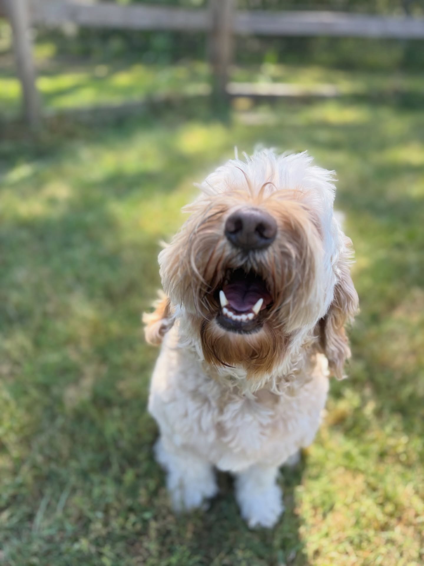 Sunny days and puppy smiles 🐾
#dogsofsavannah #doodleselfie #dogtraining #savannahgeorgia