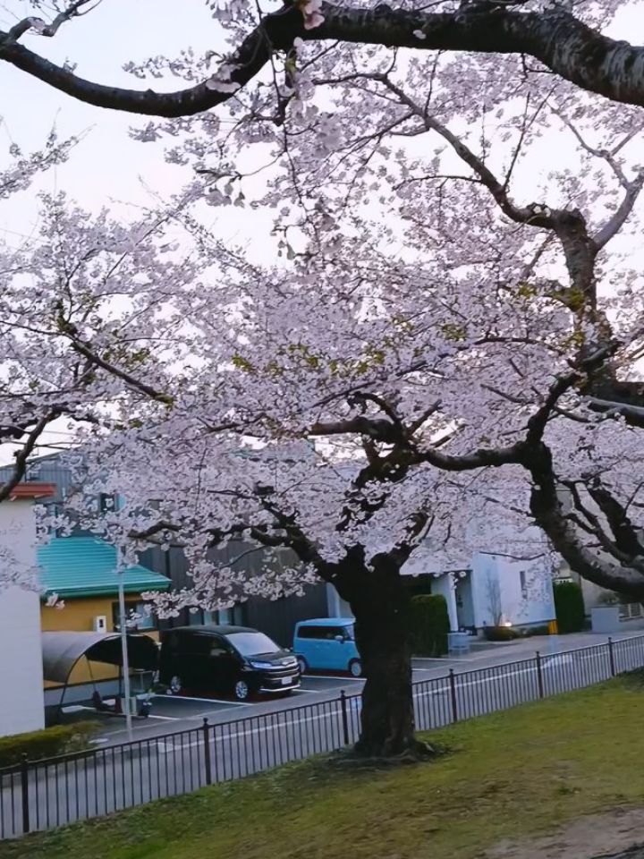先週4月20日・21日の2日間、
7月に開催予定の「第51回 難病患者・障害者と家族の全道集会(函館大会) 」に向けて函館へ行ってまいりました!
訪れて驚いたのは、例年よりも早い桜の開花🌸
ちょうど見頃を迎えた桜が、私たちを温かく迎えてくれました☺️
今回の訪問は、会場の下見や打ち合わせ、関係各所へのご挨拶など、
夏の本番に向けて一つひとつ丁寧に確認を行いました。
函館の皆さんの温かさと、
この美しい春のエネルギーを力に変えて、
参加される皆さまにとって実り多き大会となるよう、
事務局一同さらに準備を加速させていきます!
大会の詳細は決まり次第、
ホームページ、インスタグラム等でご案内いたします。
夏の函館で、皆さまと笑顔でお会いできるのを楽しみにしています✨
#全道集会 #函館大会 #難病 #函館の桜 #五稜郭公園