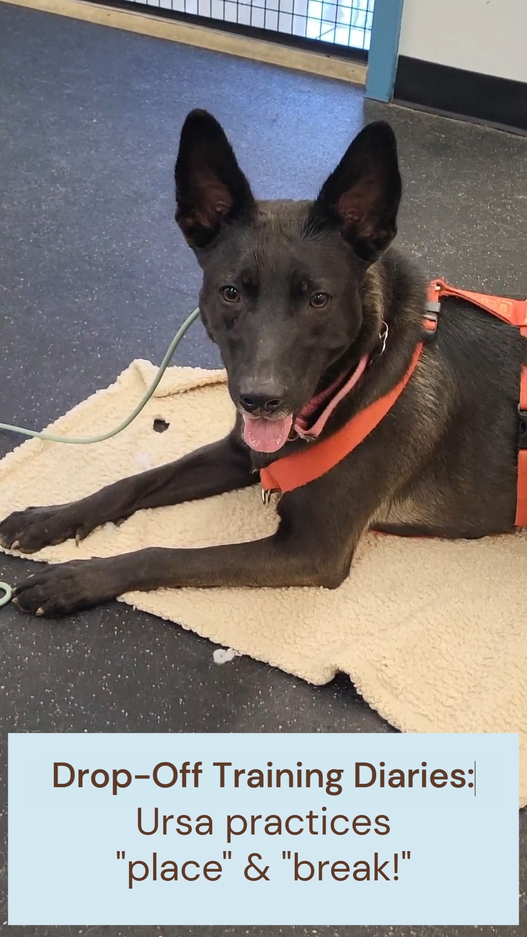 Check out this superstar mastering her "place" skills! ๐คฉ This is one of the many lessons we can teach during Drop-Off Training - the perfect option for busy pet parents. Drop your cutie off at school for full-day or half-day sessions, and we'll work with them to achieve the goals that are important to you.
And now, we're part of the @golocalasheville ville program, so you can receive 15% off any new client consultation if you're a member! Book on our online portal, which you can access via our LinkTree!
#DogsOfAsheville #DogsOfInsta #AshevilleSmallBusiness #Asheville #DogTrainersOfInstagram