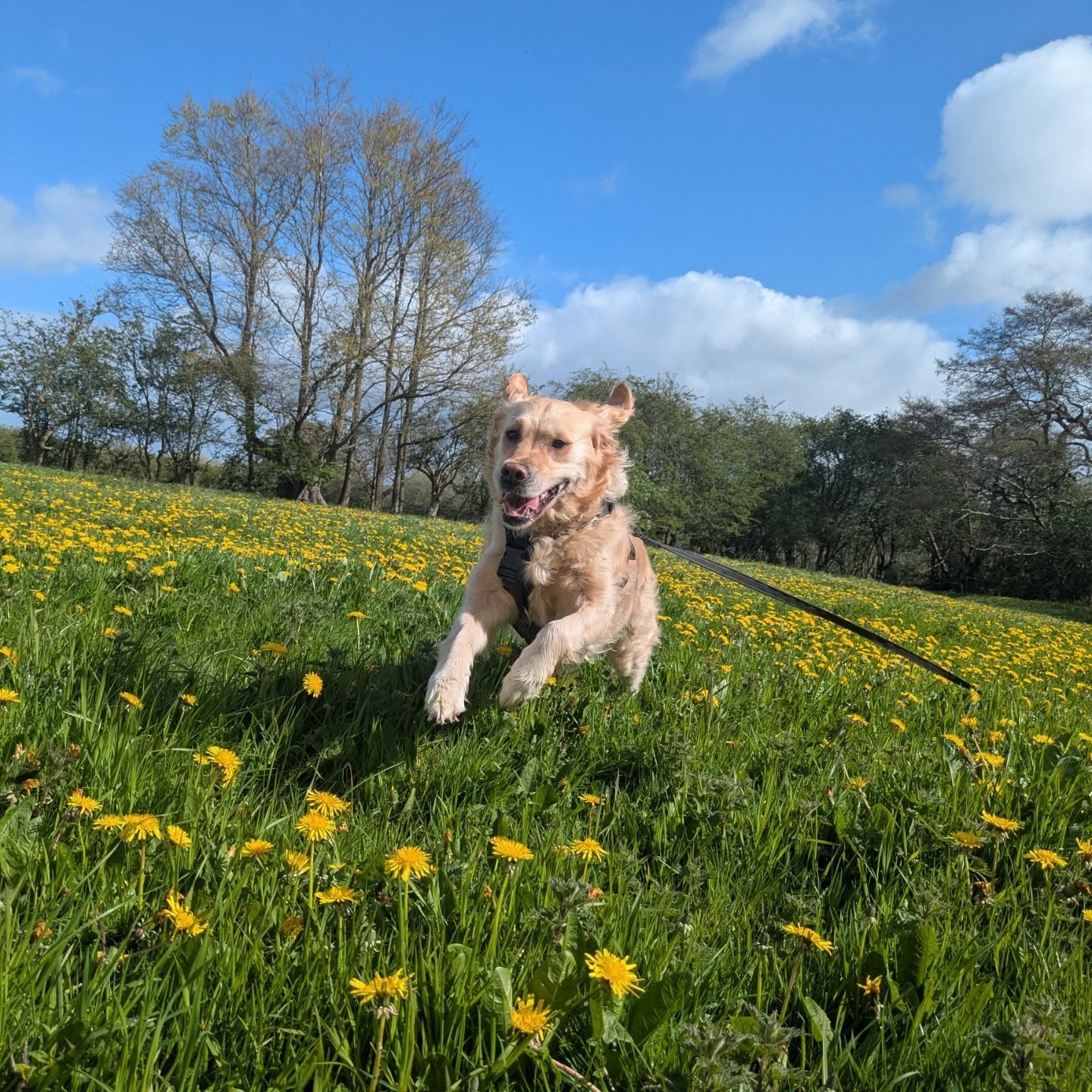 Sunshine, wagging tails and happy pups βοΈπΎ
Spring walks just hit different ππΌ
.
.
.
#dogwalker #petsitter #bestjobintheworld #petsofinstagram #nantwich