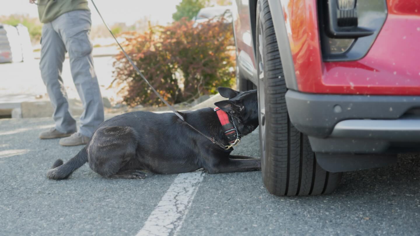 This smart girl is a narcotics dog with @_caffeine_n_chaos_ . Think your dog has what it take?
✉️Contact us today!
📞907-621-1522
🌐Contact@ruffpatriots.com
#dogtraining #dogtrainingtips #dogtrainer #narcdog #narcsdog