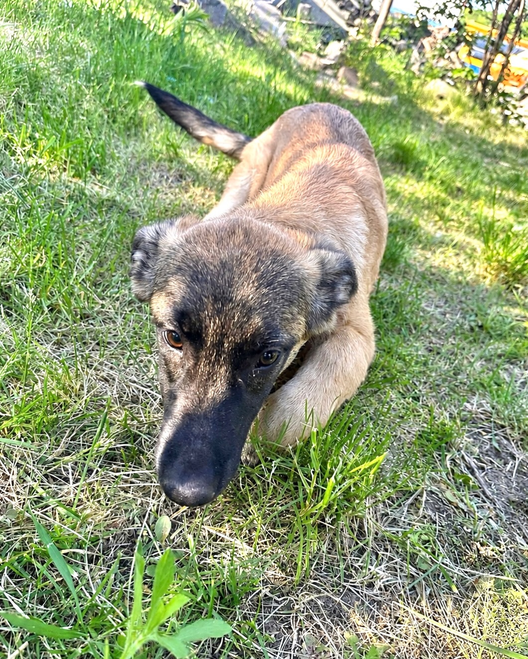 Zuhause oder Pflegestelle für Ella gesucht🐶💕
🤍 Ella / Hündin
📏 ca. 42cm - wird noch wachsen / ca. 01.2026 geboren
🐶 verträglich
💞 fröhlich & verspielt
📍 Standort Ludus, Rumänien
Ella ist ein fröhlicher, offener und lebensfroher Junghund, der mit ihrer positiven Art sofort ansteckt. Voller Energie und Neugier möchte sie die Welt entdecken und am liebsten überall mit dabei sein. Dabei erinnert sie sehr an ihre Schwester Mey. Beide tragen diese besondere Mischung aus Lebensfreude, Offenheit und guter Laune in sich.
Ella und ihre Geschwister wurden hinter einem Restaurant am Fluss gefunden, nur wenige Schritte vom Shelter in Ludus entfernt. Wie die kleinen Hunde dorthin gekommen sind, wissen wir nicht. Ob sie auf der Straße geboren wurden oder einfach dort zurückgelassen wurden, werden wir wohl nie erfahren.
Es ist schön zu sehen, welche Lebensfreude in Ella steckt. Sie begegnet dem Leben offen, verspielt und voller Hoffnung.
Mit anderen Hunden versteht Ella sich sehr gut und liebt es zu spielen und herumzutoben. Ein vorhandener Hund im neuen Zuhause könnte daher gut passen, ist aber kein Muss.
Aktuell ist Ella etwa 4-5 Monate alt, ca. 42 cm groß und wiegt rund 13 kg. Da sie noch mitten im Wachstum steckt, wird sie vermutlich noch ein Stück größer werden.
Für Ella wünschen wir uns liebevolle Menschen, die Lust haben, gemeinsam mit ihr die Welt zu entdecken, ihr Sicherheit zu geben und sie Schritt für Schritt beim Erwachsenwerden zu begleiten. Ella bringt beste Voraussetzungen mit, eine treue, fröhliche und wunderbare Begleiterin fürs Leben zu werden.
Wer hat ein Körbchen frei für diese tolle Hündin?
Auch eine Pflegestelle wäre ein gutes Sprungbrett in ein besseres Leben.
💌 Bei Interesse - füllt gerne eine Selbstauskunft aus: https://wir-fur-hunde-in-not-ev.petoffice.app/adopt/?species=dog
(Link in unserer Bio)