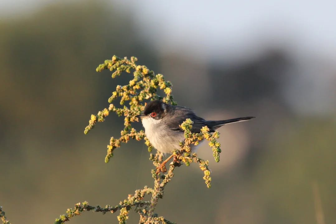 A Sardinian warbler.
#islandwildlife #kefaloniawildlife #greekwildlife #guidedwildlifewalks #birdlovers