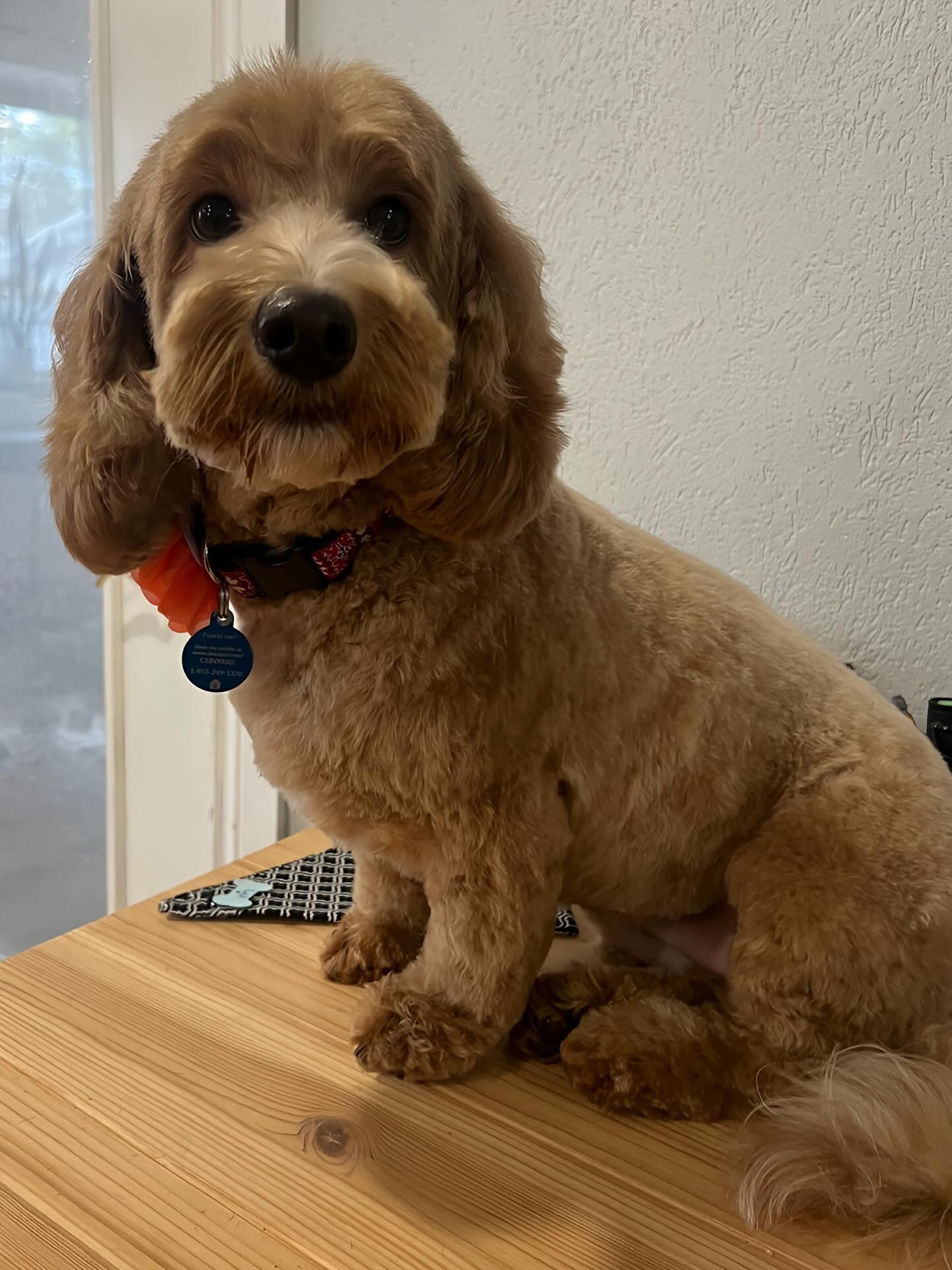 When the desk is more comfortable than the chair…? 😜
#doggroominglife #doggroom #cambridgeontario #dogsofinstagram #doggroomer