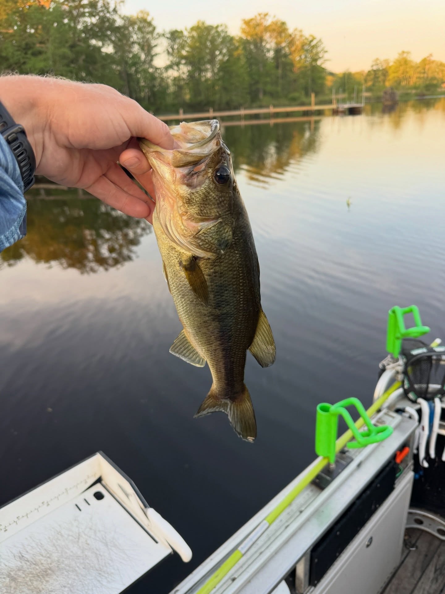 Multi-species mayhem on Chickahominy Lake! 🌊
We boated 42 fish across 7 different species, including a consistent run of 11–14 inch crappie. The warming water temps have the bite on fire right now.
Tap the link in our bio to read the full report and see the tactics we used! 🎣
#ChickahominyLake #CrappieFishing #VirginiaFishing #GooberTimeGuideService #FishingReport MultiSpecies
