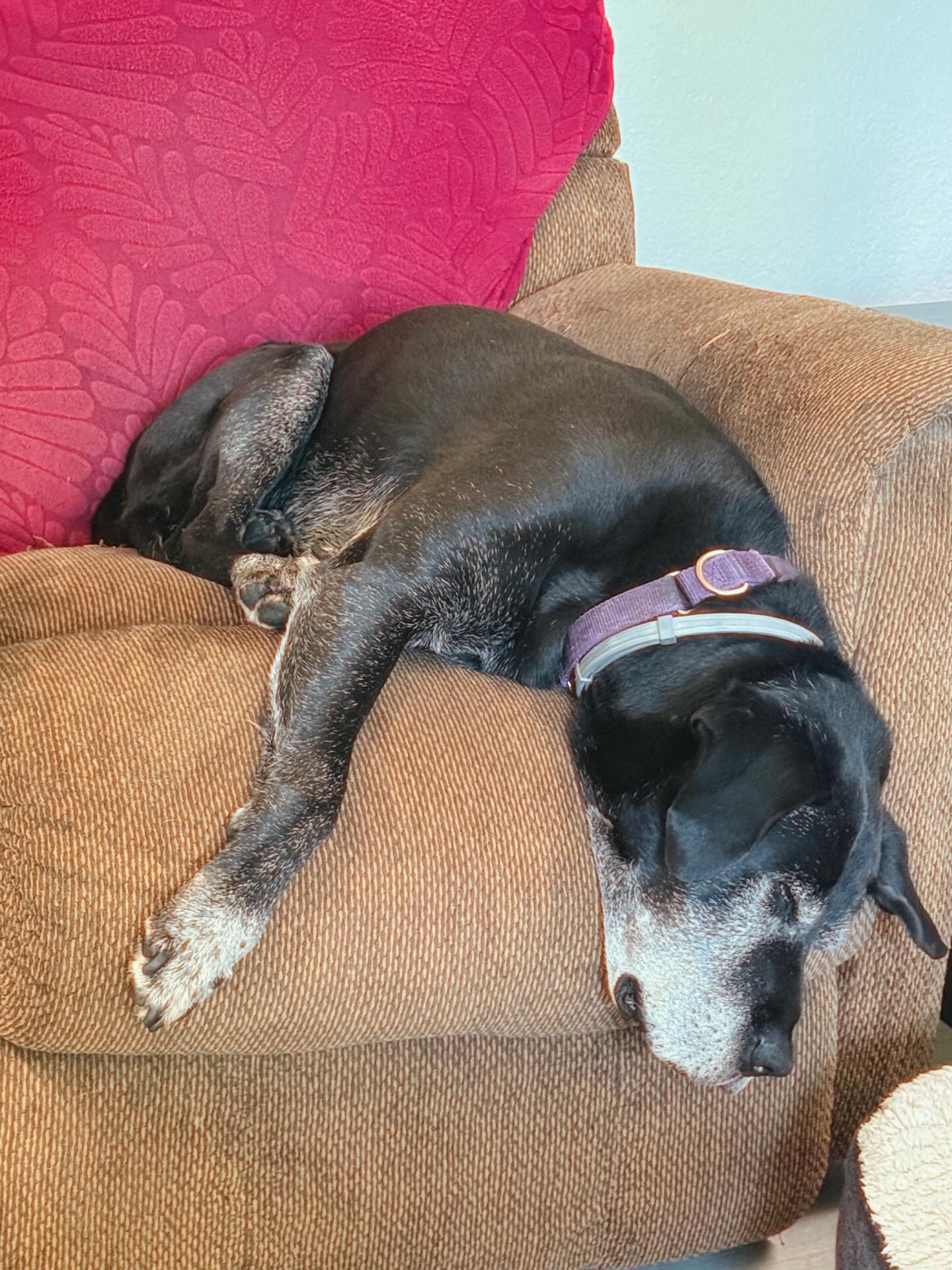 Barnacle is clocked out and fully committed to retirement mode.
.
.
.
#dogsofinstagram #dogstagram #instadog #doglover #dogs