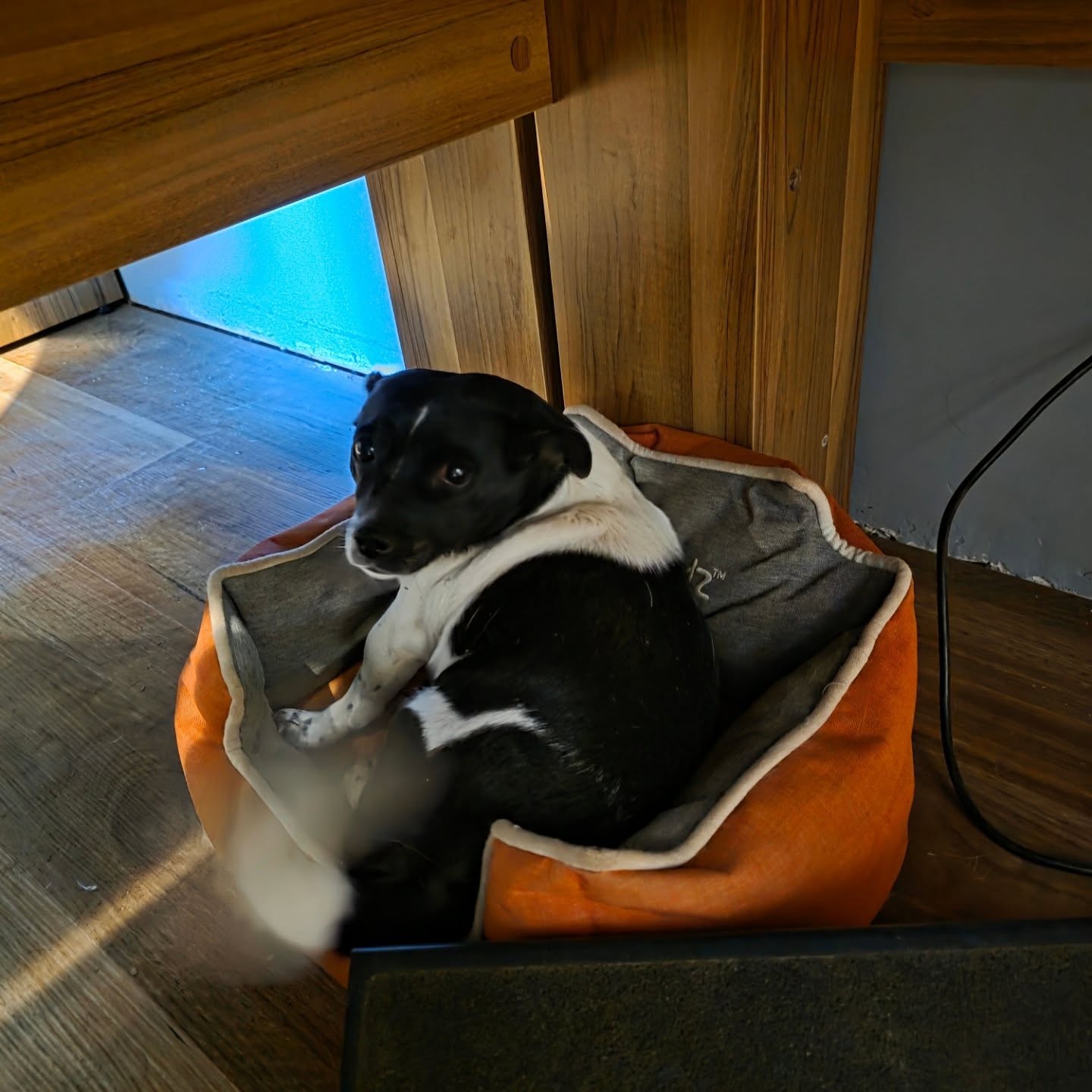 Tuvie loves her new bed in the office.