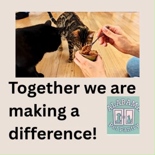 🐾❤️ Thank You for Making It Possible! ❤️🐾
We are beyond grateful for the incredible outpouring of support, donations, and love shown at Paws for the Cause and Pelham Paws in the Park! Because of YOU, we’re able to continue making vital pet food and supply distributions to families and animals in need. 🐶🐱
From everyone who donated, volunteered, attended, or helped spread the word—thank you for being part of this mission. Your generosity truly makes a difference in the lives of so many furry friends and the people who love them. 💙
Together, we are building a stronger, more compassionate community—one paw at a time. 🐾
💻 For more information: www.alabamapetpantry.com
#ThankYou #CommunitySupport #PawsForTheCause #PelhamPawsInThePark #MakingADifference