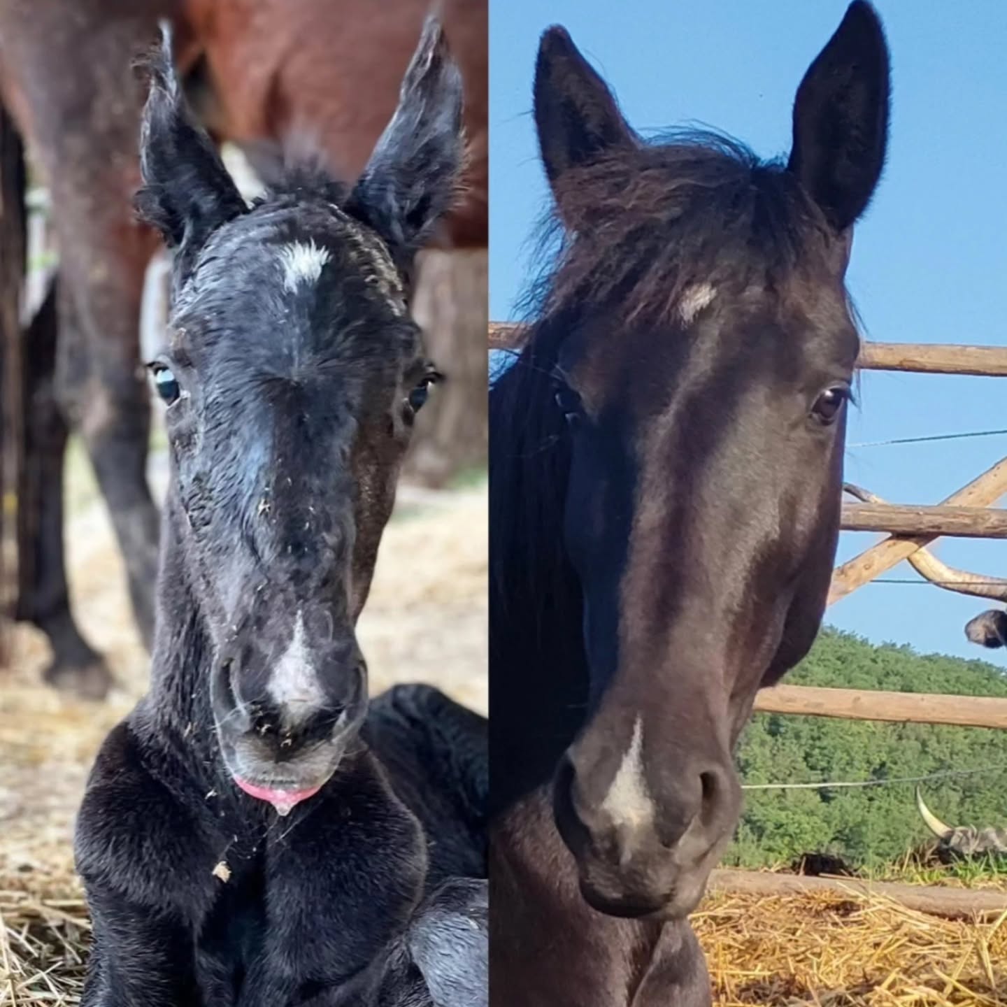 Dallo stesso sguardo,
tre anni di crescita.
Il primo giorno –
fragile, appena arrivato,
ancora immerso nel silenzio dell’inizio.
Oggi –
presente, consapevole,
con quella calma forza che nasce non solo dal tempo vissuto nel branco🖤🐎
Im selben Blick
liegen drei Jahre Wachstum.
Der erste Tag –
zart, neu angekommen,
noch ganz im stillen Anfang.
Heute –
präsent, klar,
mit dieser ruhigen Stärke,
die nicht nur aus der Zeit im Herdenverband entsteht🖤🐎
#LePuledraieDiSterpeti #CavalloMaremmano #Maremmano #FromFoalToHorse
#Nachhaltigkeit in der Pferdezucht
gesundePferde healthyhorses
ethologie ethologieequine
CrescitaLibera CavalliInLibertà VitaNelBranco
RispettoERelazione EquitazioneEtologica
Maremma HorseCenteredBreeding
Growth 3Jahre Entwicklung