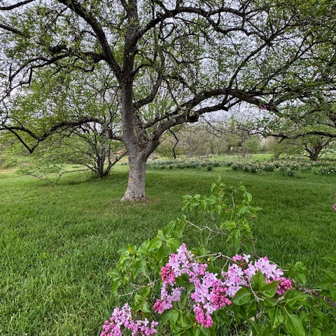 #arborday
#trees
#lilacs
#celebrate spring
#lilacparty
#willowwoodarboretum