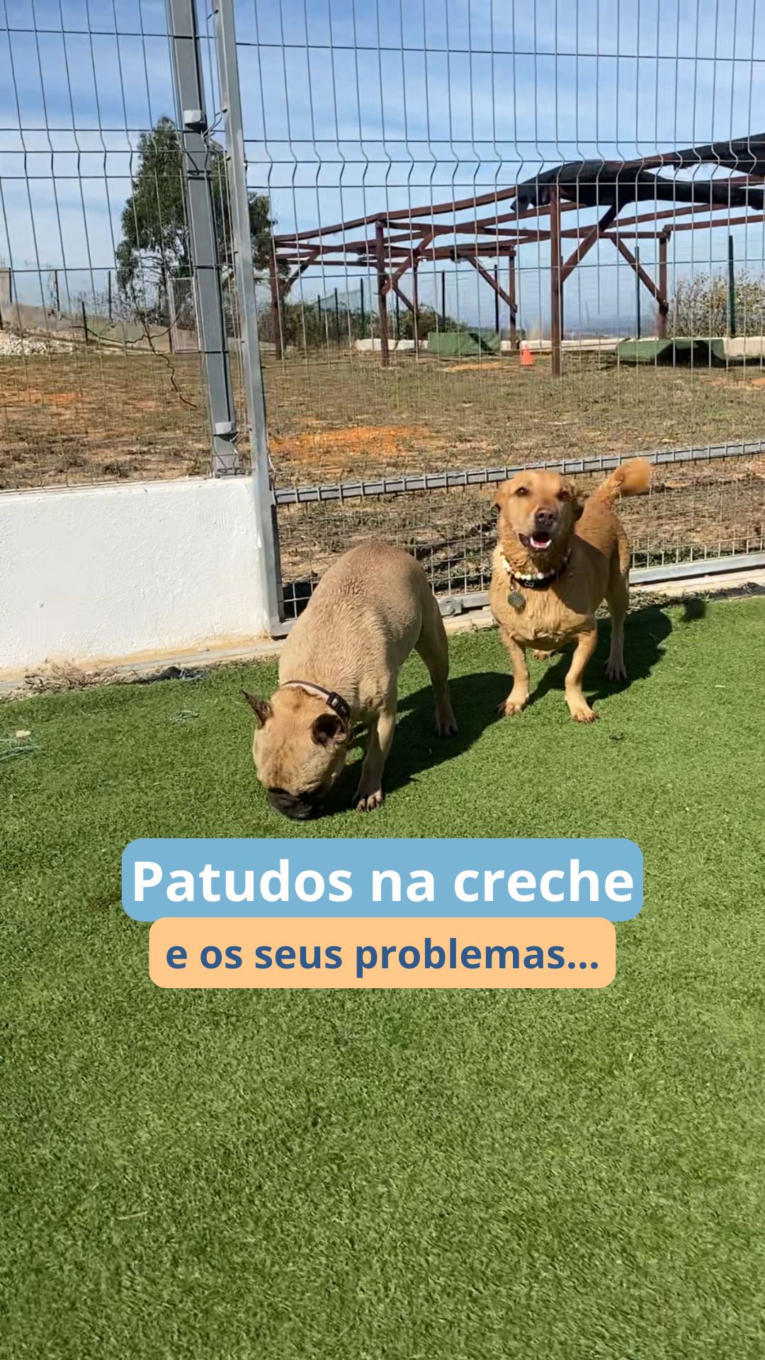 Na creche… cada patudo é único 🐾
Temos a cantora, o cheio de energia, o que não respeita o espaço pessoal…
os apaixonados, o fugitivo profissional e até o que faz tudo por um biscoito 😂
E é exatamente isso que torna os nossos dias tão especiais.
Qual destes é o teu favorito? 👇🐶