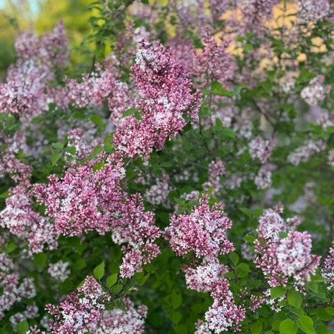 The Lilac Party is a week away!
#lilacs
#party
#gardens
Tickets at willowwoodarboretum.org
