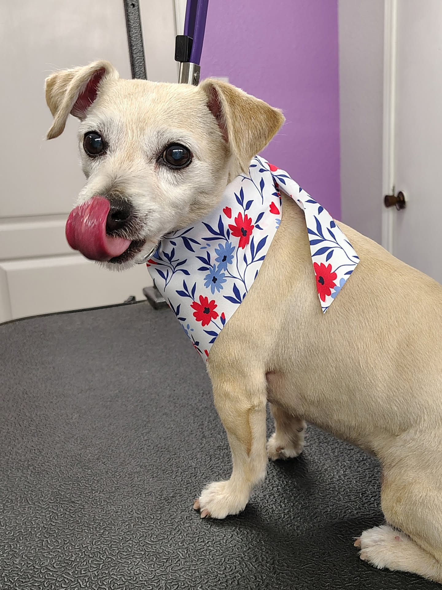 Lacy is a sweet little senior with the gentlest spirit 💛✨ Slow, thoughtful care keeps her comfortable, fresh, and feeling her best.
#terriermix #seniordog #luxurydoggrooming #sanmarcostx #gentlegrooming