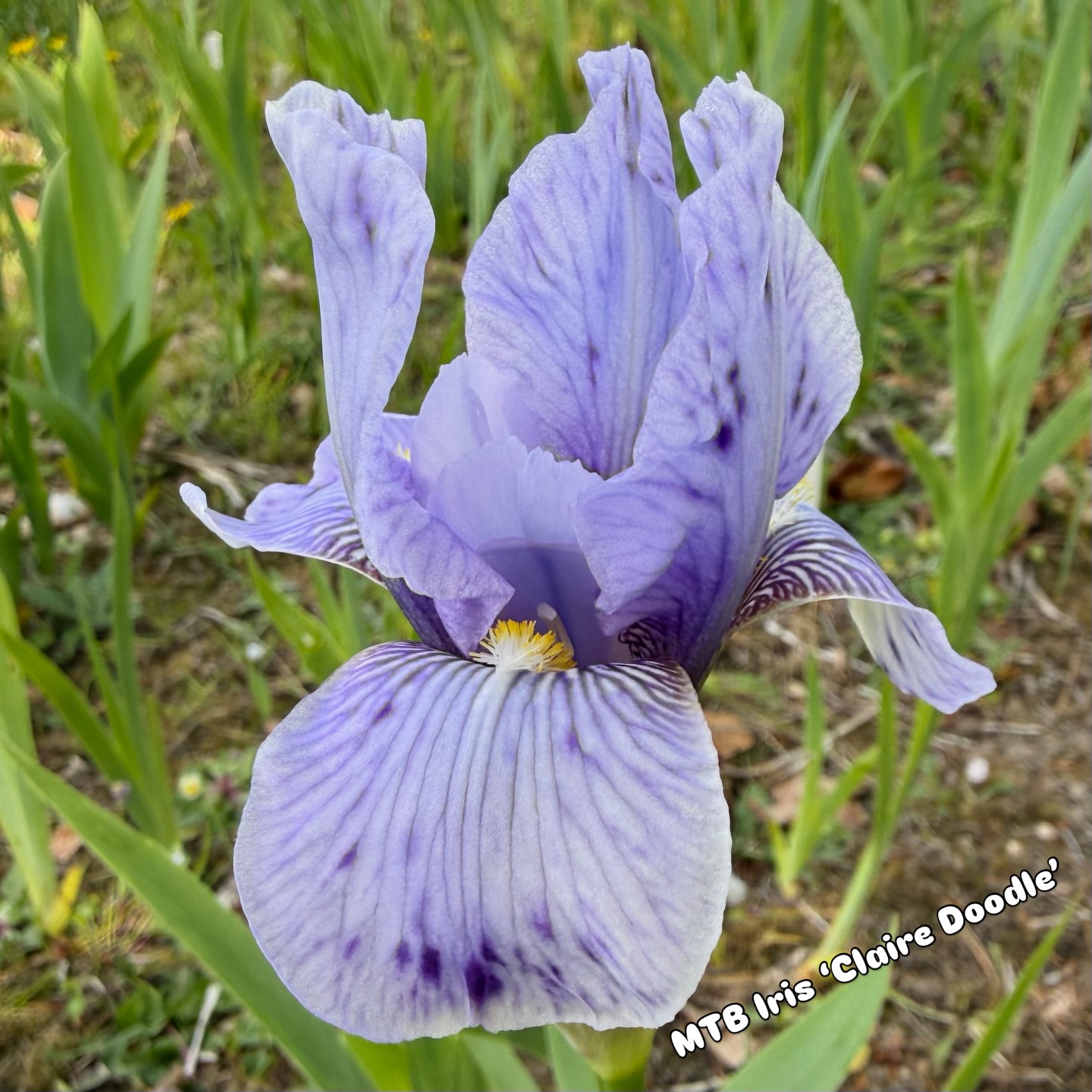 MTB Iris ‘Claire Doodle’ the first of the miniature tall bearded irises to flower and one I post each year I think! #miniaturetallbeardediris #beardedirises #clairedoodle #sunlovingplants #droughttolerantplants