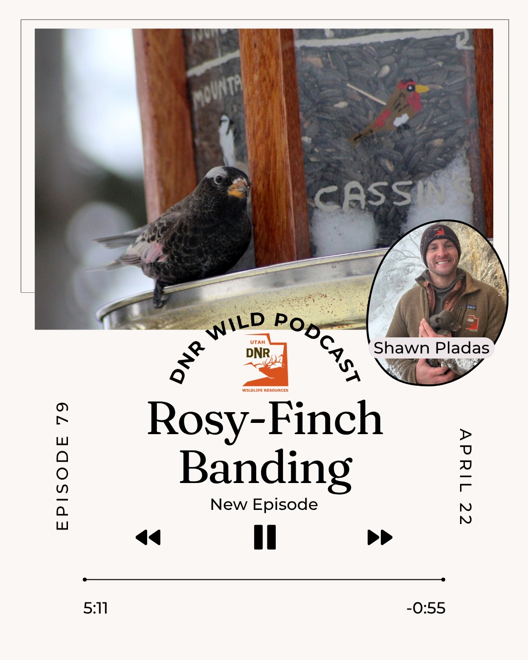 🐦 New Episode about the Rosy-Finch Banding now released!
In this episode, DWR Wildlife Conservation Biologist Shawn Pladas talks about a small, high-elevation bird found in Utah that researchers are trying to learn more about — the rosy-finch. Listen in to learn fun facts about this not-very-commonly-seen bird, what methods biologists are using to study this species and ways you can help.
Thank you to @utah_dnr and @shawnpladas for a great episode!
Check it out at link in bio or https://wildlife.utah.gov/wild-podcast/2294-rosy-finch-banding