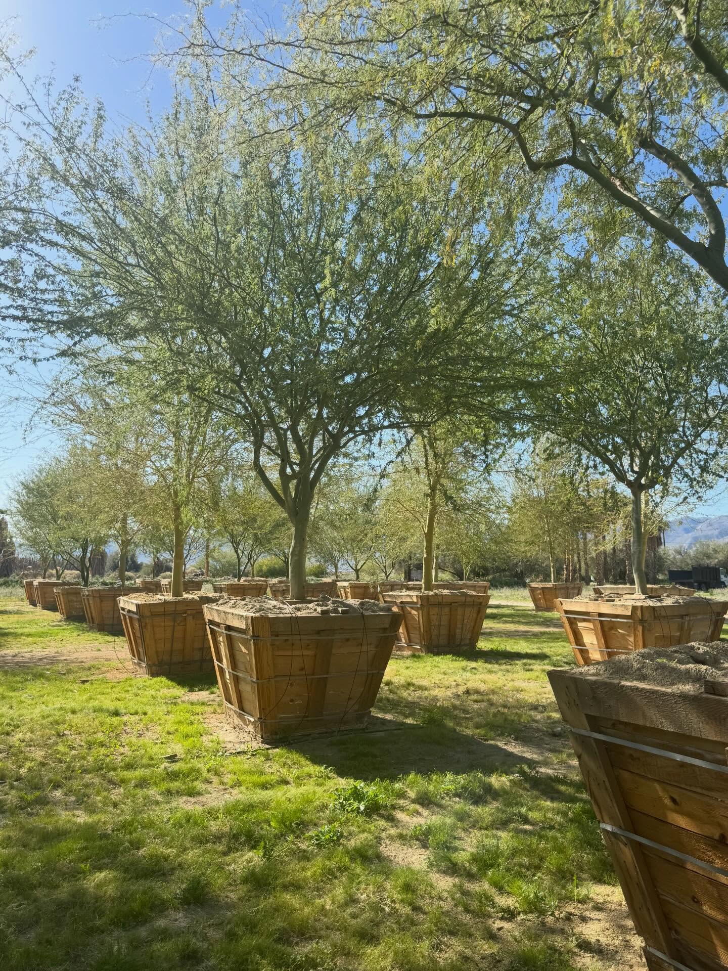 Earth Day.
Not just a sentiment… a system.
A reminder that care for the land needs more than words… it needs work.
The first Earth Day wasn’t polished. It was muddy.
Marches, yes… but also hands in the soil.
Not just raising awareness… but raising a garden.
Raise a garden.
Raise a ruckus.
Because this relationship… it’s reciprocal.
What they exhale… we inhale.
What we release… they restore.
Carbon, taken in.
Oxygen, given back.
A quiet exchange, constant, calibrated, keeping everything alive.
Out here, under the same desert sky,
our 60” Cercidium praecox stands in that exchange.
Leafing light.
Blooming bold.
Breathing with the landscape, not just living in it.
Photosynthesis in real time (sunlight to sugar, carbon to canopy).
A living system turning atmosphere into architecture.
Not decoration… participation.
Not passive… profoundly active.
Because Earth Day isn’t a moment.
It’s a memory we’re meant to live inside of.
Plant something.
Protect something.
Participate in the exchange.
60” boxed.
Desert-acclimated.
Field-grown for landscapes that don’t just take… they give back.
Because the work is simple (not easy)…
and it starts with a single breath.
Rooted in reciprocity.
Grown for the greater exchange.
Supplied for those who understand… we breathe together.
#roadrunnertreefarm #casadelzorronursery #earthday #paloverde #cercidium