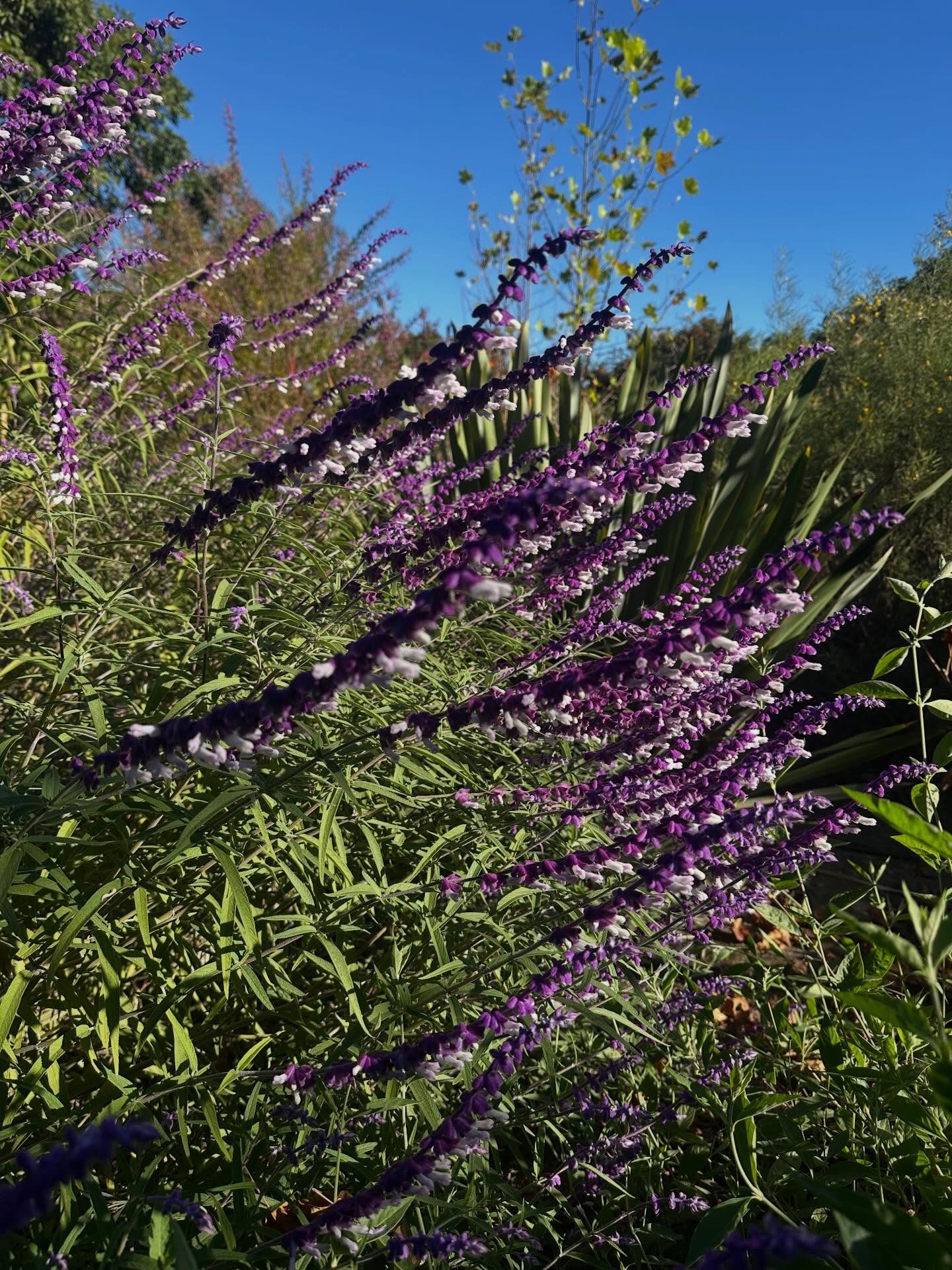 Imperdible floración de otoño la salvia Leucantha, excelente para atraer polinizadores 🐝