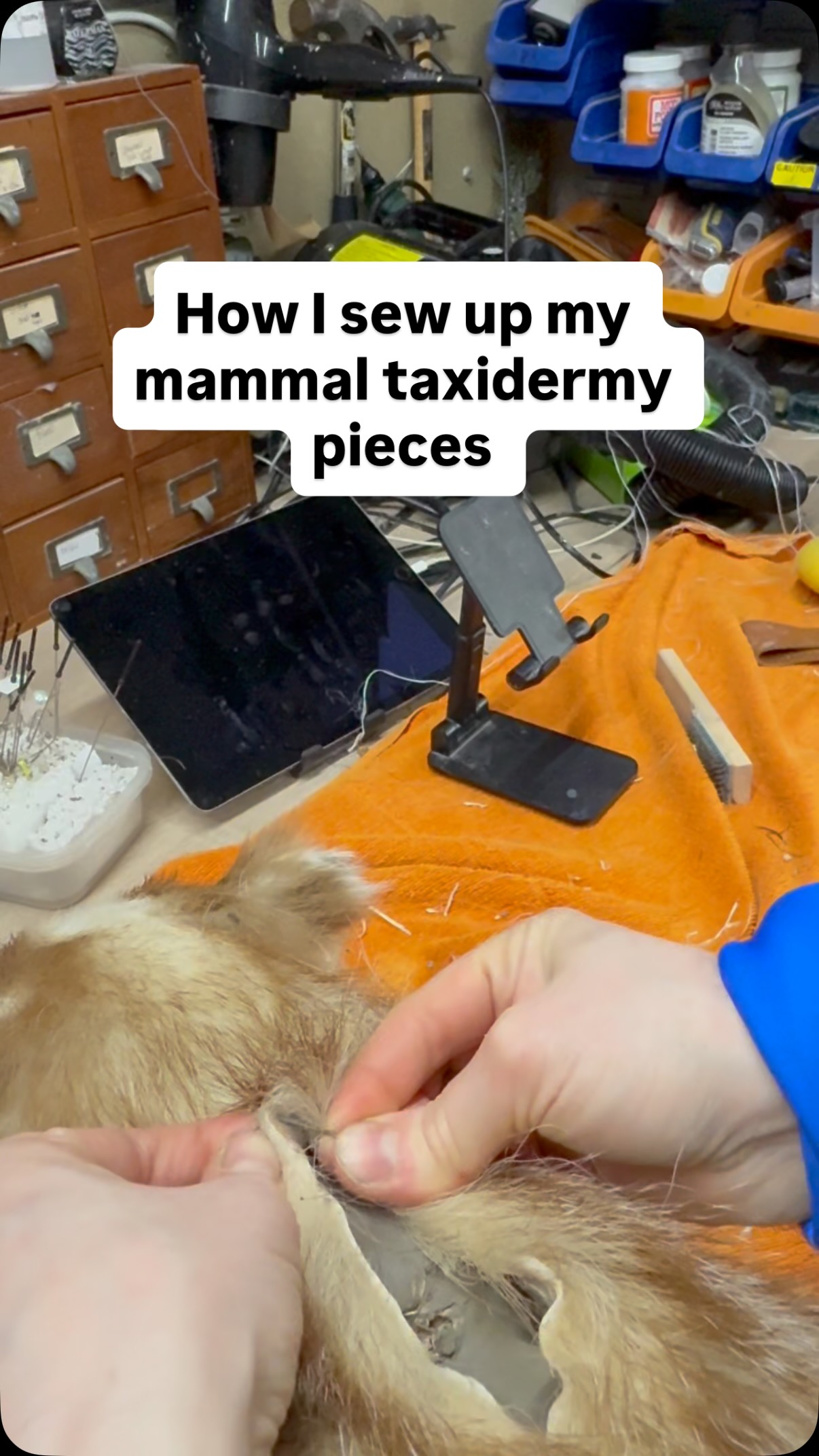 I thought this could be a useful video for other taxidermists to see. I noticed not much is spoken about the sewing aspect of taxidermy. It’s so important and I only recently got the technique properly sorted. I’ve struggled for years to get it right. Watching @lrmtaxidermy_paddy_mead sew up a roe deer really mad everything click, and I am so thankful to watch Paddy mount a roe deer head, so tremendously helpful thank you.
Even if you’re not a taxidermist, you might be interested to see the process so may even use this technique in your own sewing projects. I now use this stitching technique when sewing up the final pieces of fabric of a cushion or plushie now. All makes so much sense.
#wip #sewing #taxidermy #tips