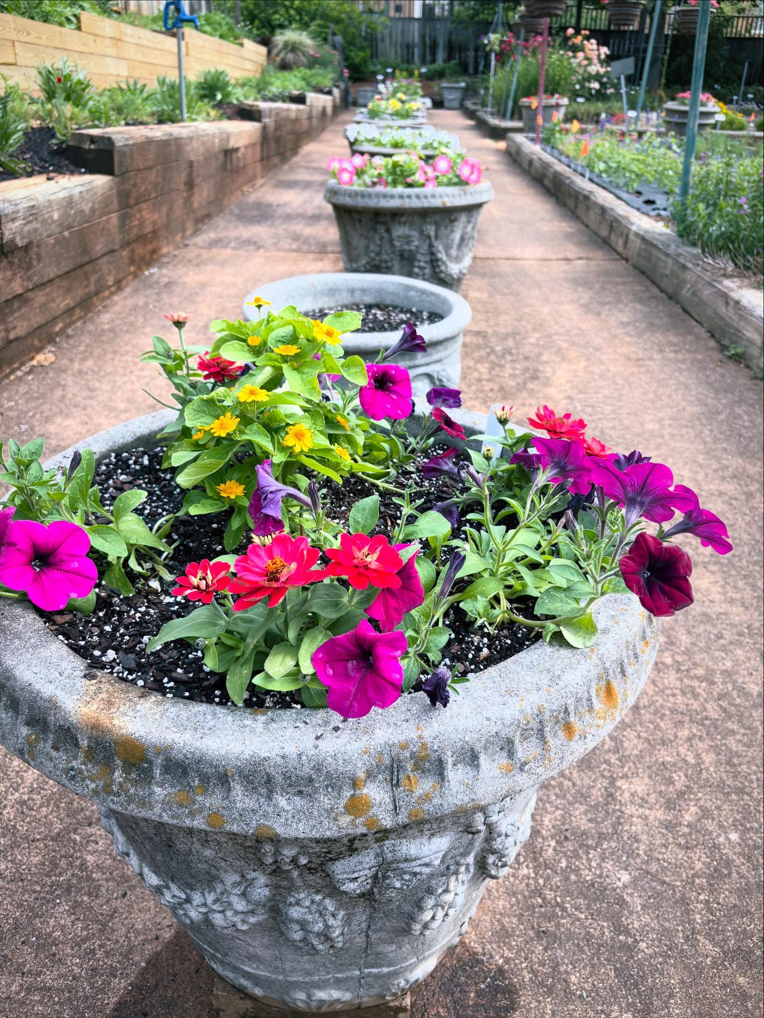 Followed my nose into the UGA Trial Garden!