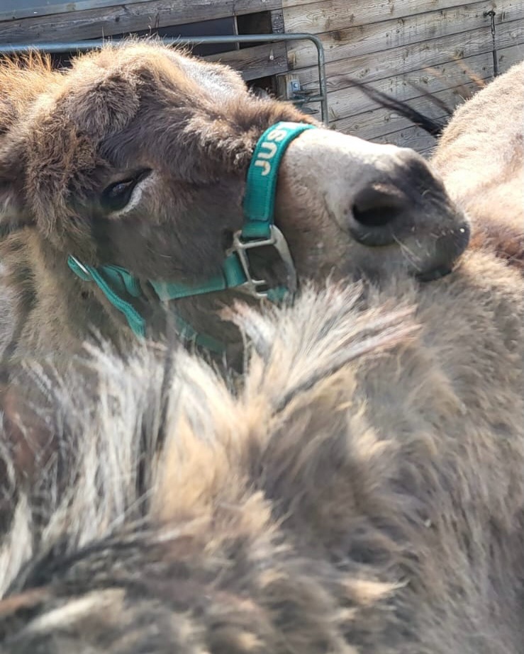 🫶
About today 🤗
So schön kann ein Wochenende anfangen 🚶♂️🦙 🚶🏻🫏 🥰
Beste Grüße von unserer heutigen Tour!
🌺🫏🦙🦙🫏🦙🦙🫏🦙🦙🫏🦙🦙🌺
Herzlichst,
🫏🦙die Jungs
#lamas #alpakas #esel #wandernmachtglücklich #auszeitfürdieseele