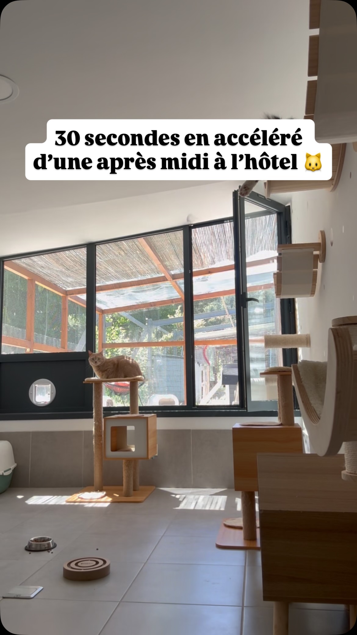 Que font les moustachus l’après midi ?
#pensionpourchats #hotelpourchats #cat #chat #passionchat