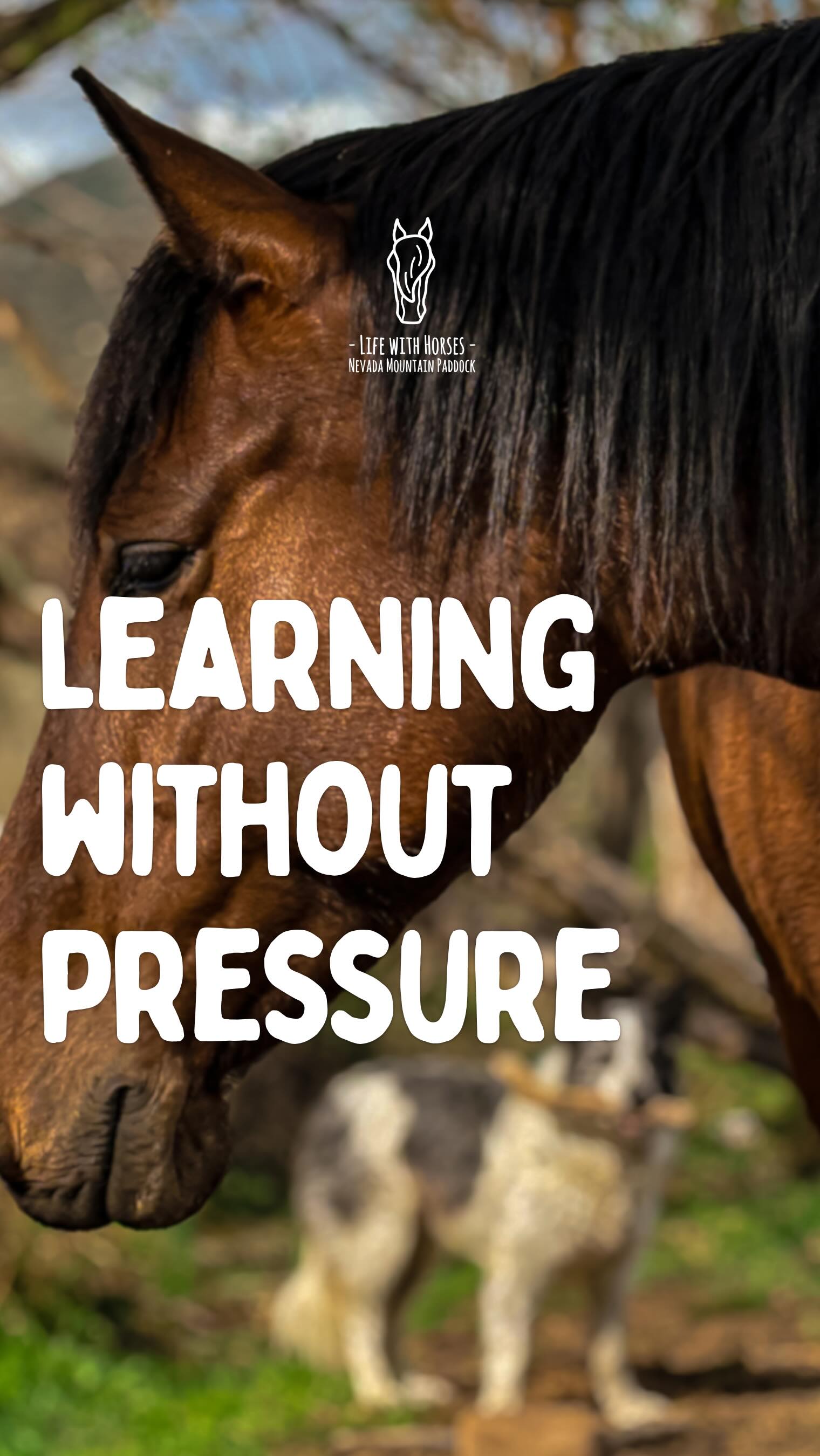 Kauri, elle a quelque chose de spécial pour nous.
Déjà, ses parents vivent avec elle dans notre troupeau originel et font partie de nos tout premiers sauvetages.
Sans vous raconter toute son histoire — qu’on vous détaillera dans une prochaine mini-série sur la présentation de nos chevaux — on peut vous dire que la relation qu’on a développée avec elle a commencé dès sa naissance et s’est construite tout au long de sa jeunesse.
Sans contrainte, sans pression,
juste apprendre à être en harmonie ensemble.
Une relation fondée sur la Confiance, le Respect et l’Amour.
Alors ce premier montoir s’est fait naturellement, sans être planifié,
pendant une séance de soins du troupeau avec Caro et Coline, notre future apprentie Animatrice Équestre.
Et finalement, il résume toute notre démarche :
de la spontanéité et de l’écoute 🤝
🇦🇩 Kauri és especial per a nosaltres.
Els seus pares viuen amb ella dins del nostre ramat originari i formen part dels nostres primers rescats.
Sense explicar-vos tota la seva història — que detallarem en una propera mini sèrie sobre els nostres cavalls — podem dir que la relació que hem construït amb ella va començar des del seu naixement i s’ha anat formant al llarg de tota la seva joventut.
Sense pressió, sense forçar res,
només aprendre a estar en harmonia junts.
Una relació basada en la Confiança, el Respecte i l’Amor.
🇬🇧 Kauri is something special to us.
Her parents live with her in our original herd and were part of our very first rescues.
Without going into her full story — which we’ll share in an upcoming mini-series about our horses — we can say that the relationship we built with her started from the very beginning and grew throughout her youth.
No pressure, no force,
just learning to be in harmony together.
A relationship built on Trust, Respect and Love.
#bienetreequin #ridewithconnection #educationcheval #horsemanship #debourrage