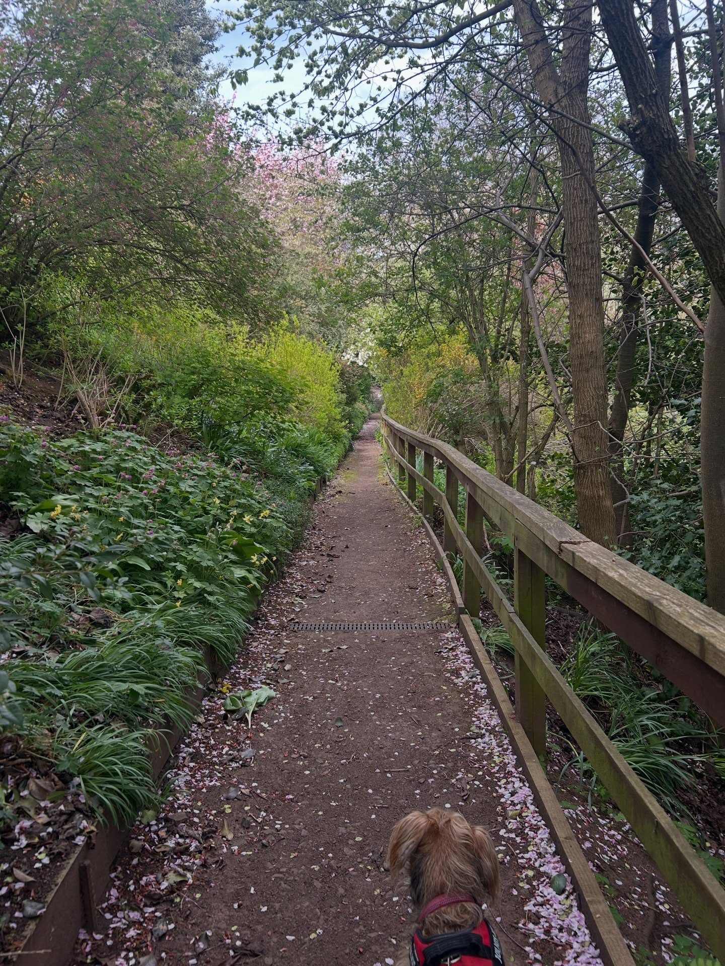 Lucky me with a cute pup to walk this week in posh private gardens in Edinburgh. Time for some four legged love and a busy work week ahead #retreats #stockbridge