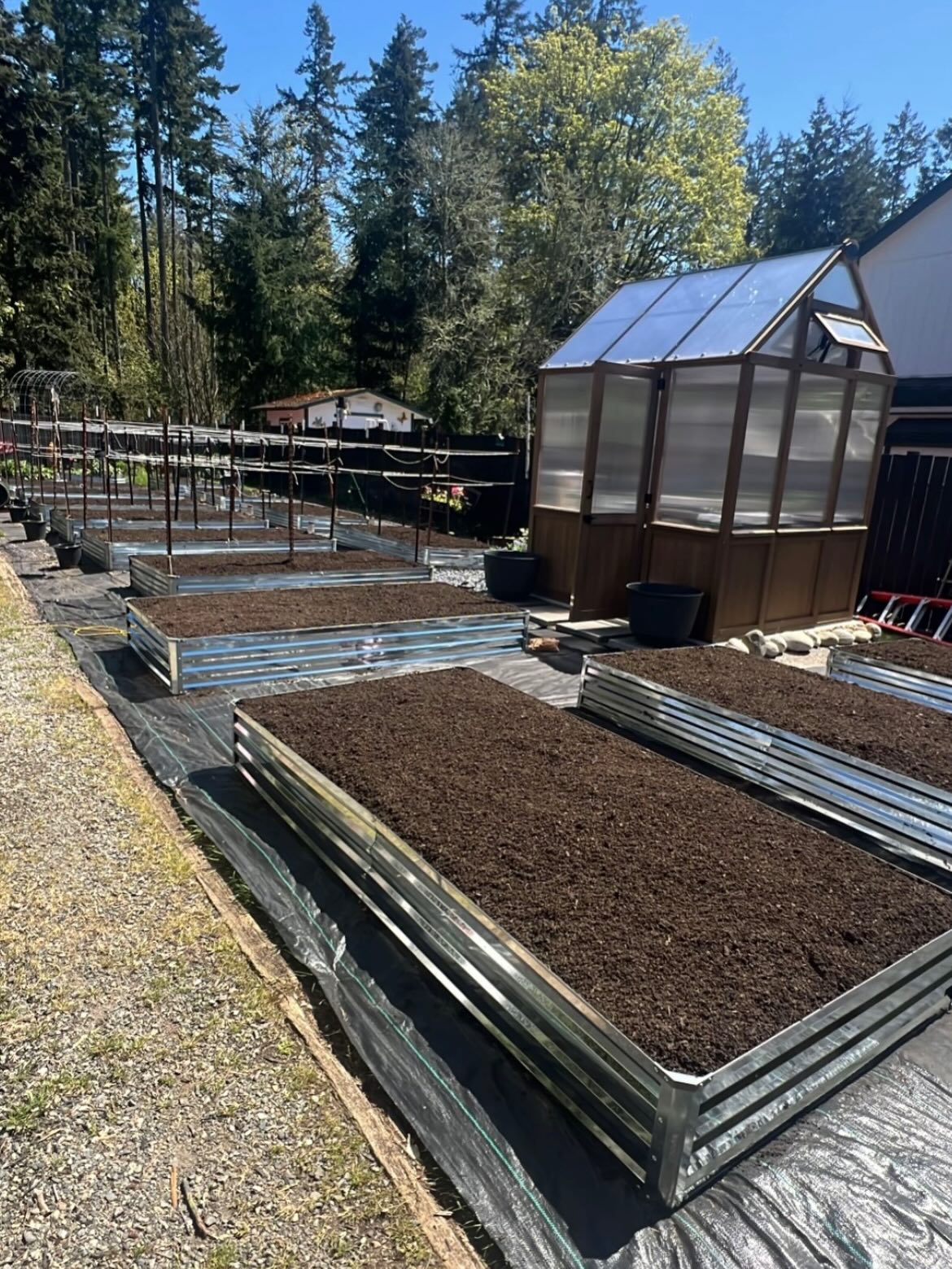 I swear it was just winter, and I had fully accepted skipping seed starting this year with a June baby on the way…
and then I blinked, and it’s dahlia planting time 🌱🥔
Before we know it, baby T and the flowers will be here… growing and blooming together 🩵
This weekend I started giving my tubers little field trips outside the greenhouse, and I’m counting down to next weekend when overnight temps hit the 50s and they can finally stay out.
One thing I always do before planting is map everything out with bamboo stakes with tags zip tied on. It helps me:
1) space each tuber properly
2) plan beds by color (and height, so taller varieties don’t block the shorter ones as the sun moves throughout the day)
3) keeping the variety’s tag along the edge of the bed helps me to be able to easily confirm blooms and adjust anything that’s off
No scrambling later trying to tag plants at the base before digging in fall/winter 🙃
We added 4 more dahlia beds this year and will be planting 232 tubers across 140 varieties (!!)
✨Goal:✨ all tubers down before week 34 (5/7)…🤞🏼
I’m planning to do as much as I can myself… but I’ve got my husband and some good folks on standby if needed 💪🏼🫶🏼