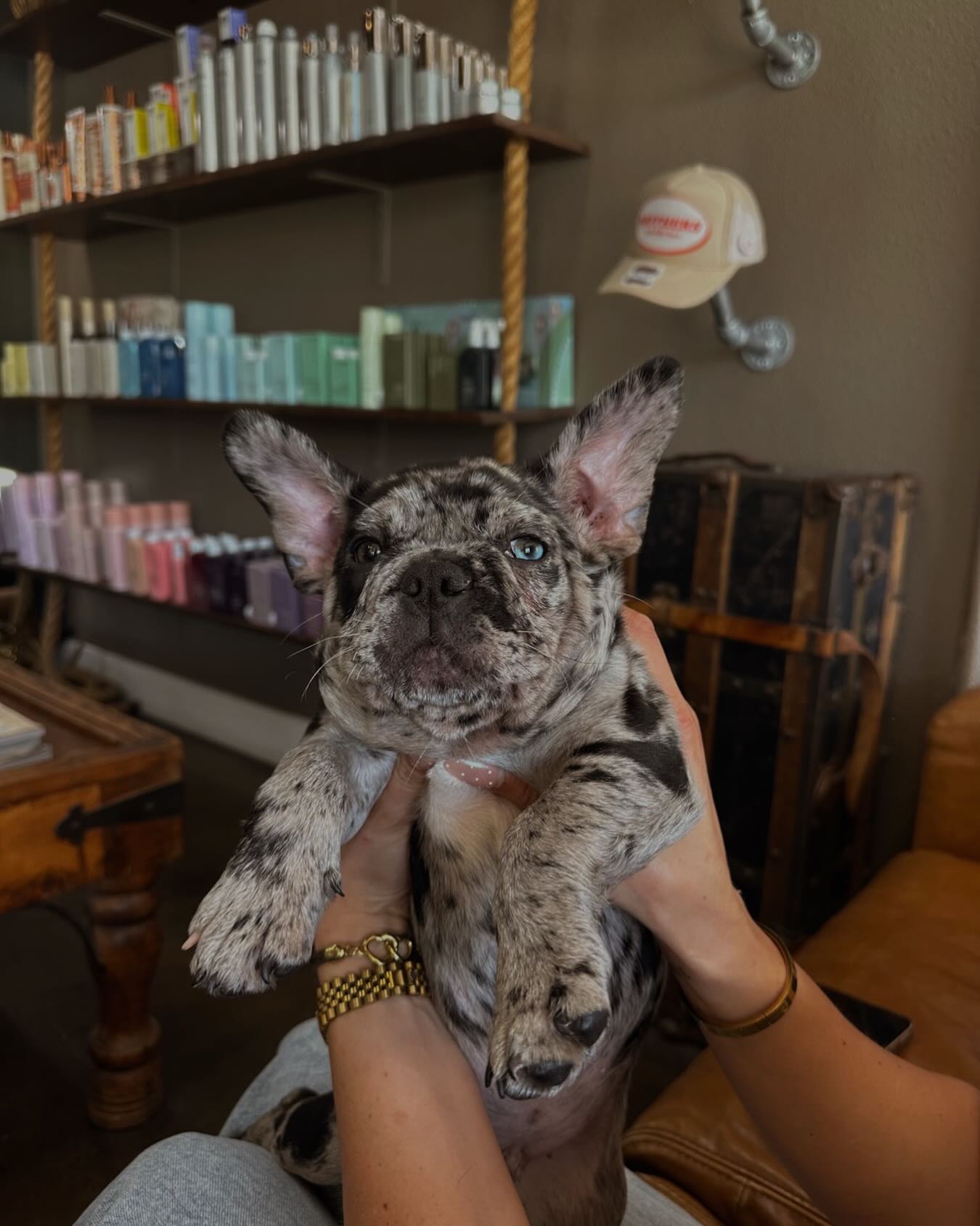 That feeling when you leave the salon after 3 hours of getting pampered. 🫠🥰🐾
••
Thank you for sharing your baby with us @savannadamato - made our whole day!