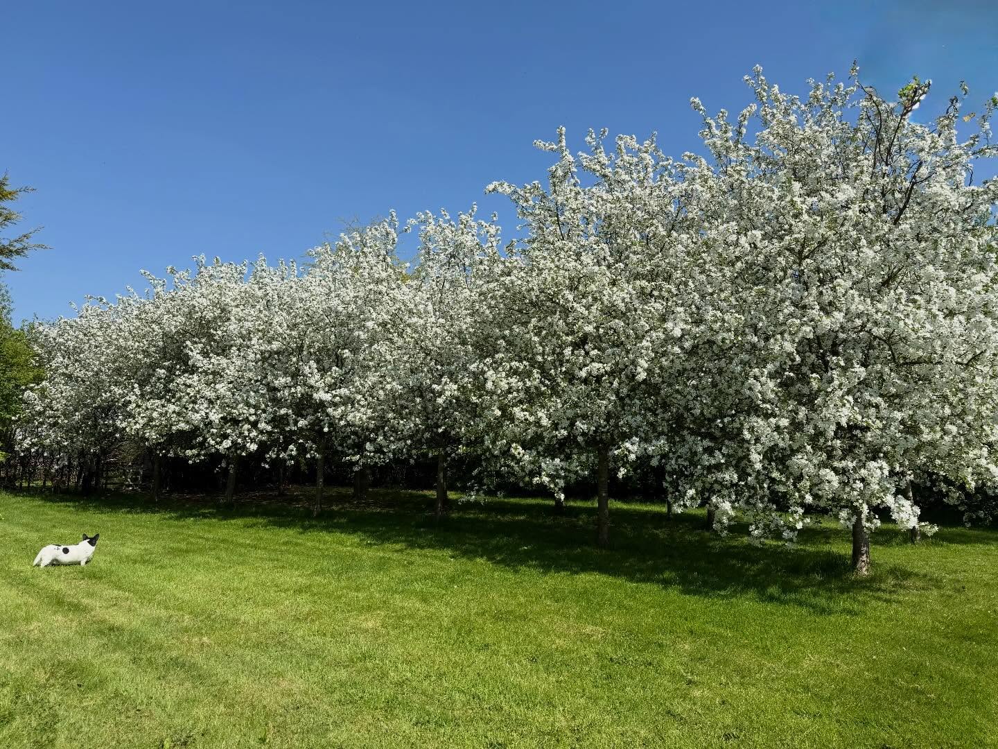 The blossom is looking utterly beautiful. 😍
I’ve got Covid at the moment. It’s the first time I’ve had it, it came on at the back end of last week and it is absolutely grim. I’m feeling a tiny bit more human today and at least everything is bursting into life outside 🌸
Here’s to a bit more sunshine in all its forms! ☀️
#blossom