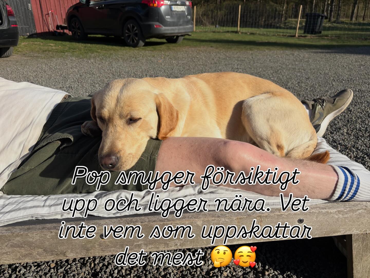 Kommentar onödig. #levalivet #ligganära #njuterisolen #bästavännen