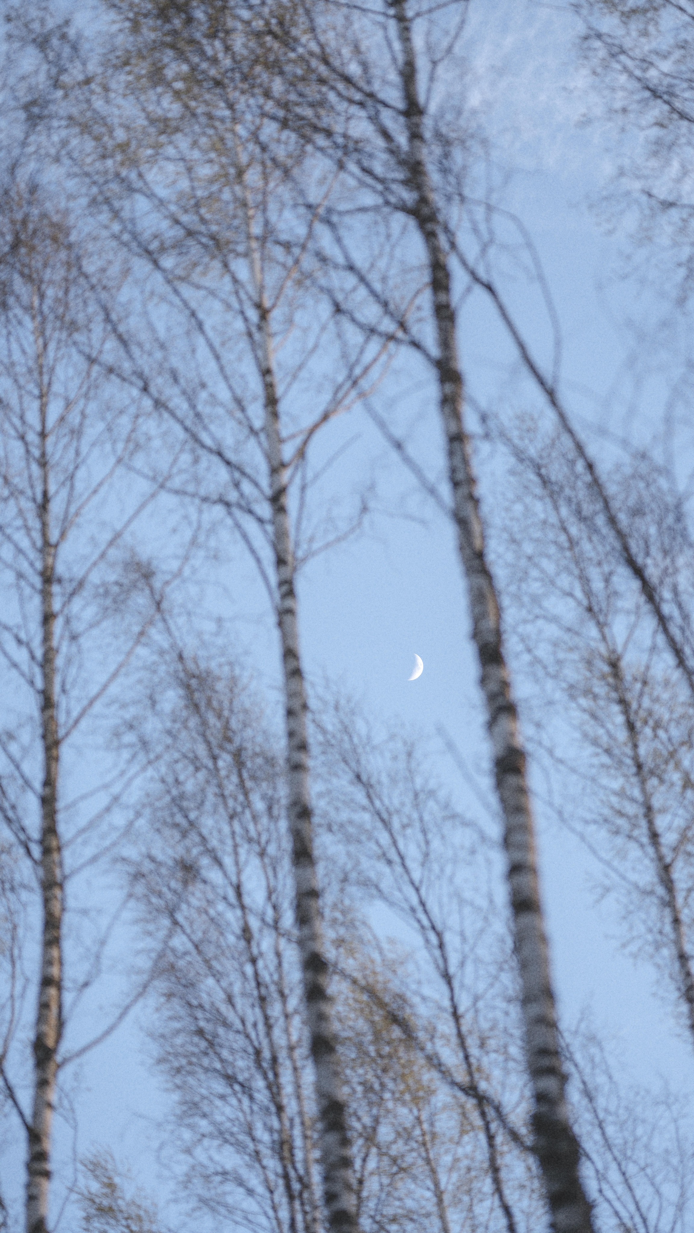 Most of the time the universe speaks to us very quietly… in pockets of silence, in coincidences, in nature, in forgotten memories, in the shape of clouds, in moments of solitude, in small tugs at our hearts. 🤍🌛
Yumi Sakugawa
/ Moon magic captured two days ago in a little woodland where my roots are in southeastern estonia. A place that still is, and remains wild and free, at least for as long as we are here. And what a gift that is! 🤍