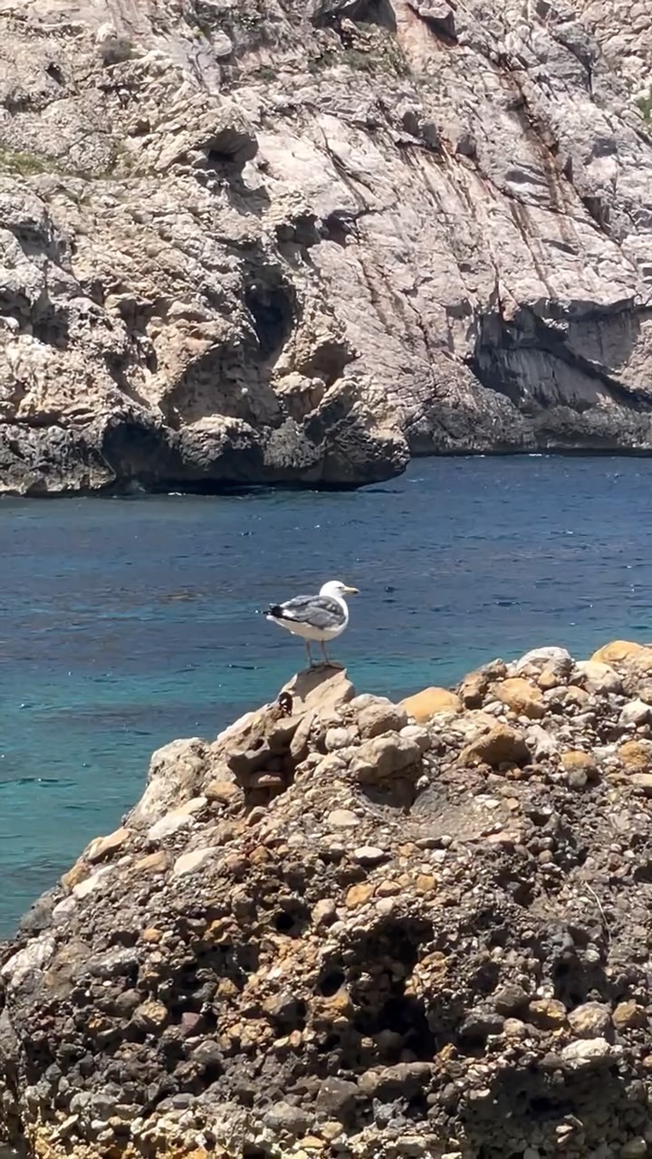~ A moment over the sea…
No rush, no noise, just Ibiza in its simplest form.
A gull resting on the rocks, turquoise water moving slowly beneath it.
This is the island in between seasons, when everything feels a little softer and the light starts to change. April turning into May, and the days opening up again.
Moments like this remind us why we come here. To slow down. To notice more. To feel less in a hurry.
Explore Ibiza with us. Discover more places, homes and hidden corners through Hola Ibiza Kids.
.
.
.
.
#IbizaVillas
#IbizaTravel
#VisitIbiza
#LuxuryIbiza
#IbizaLife