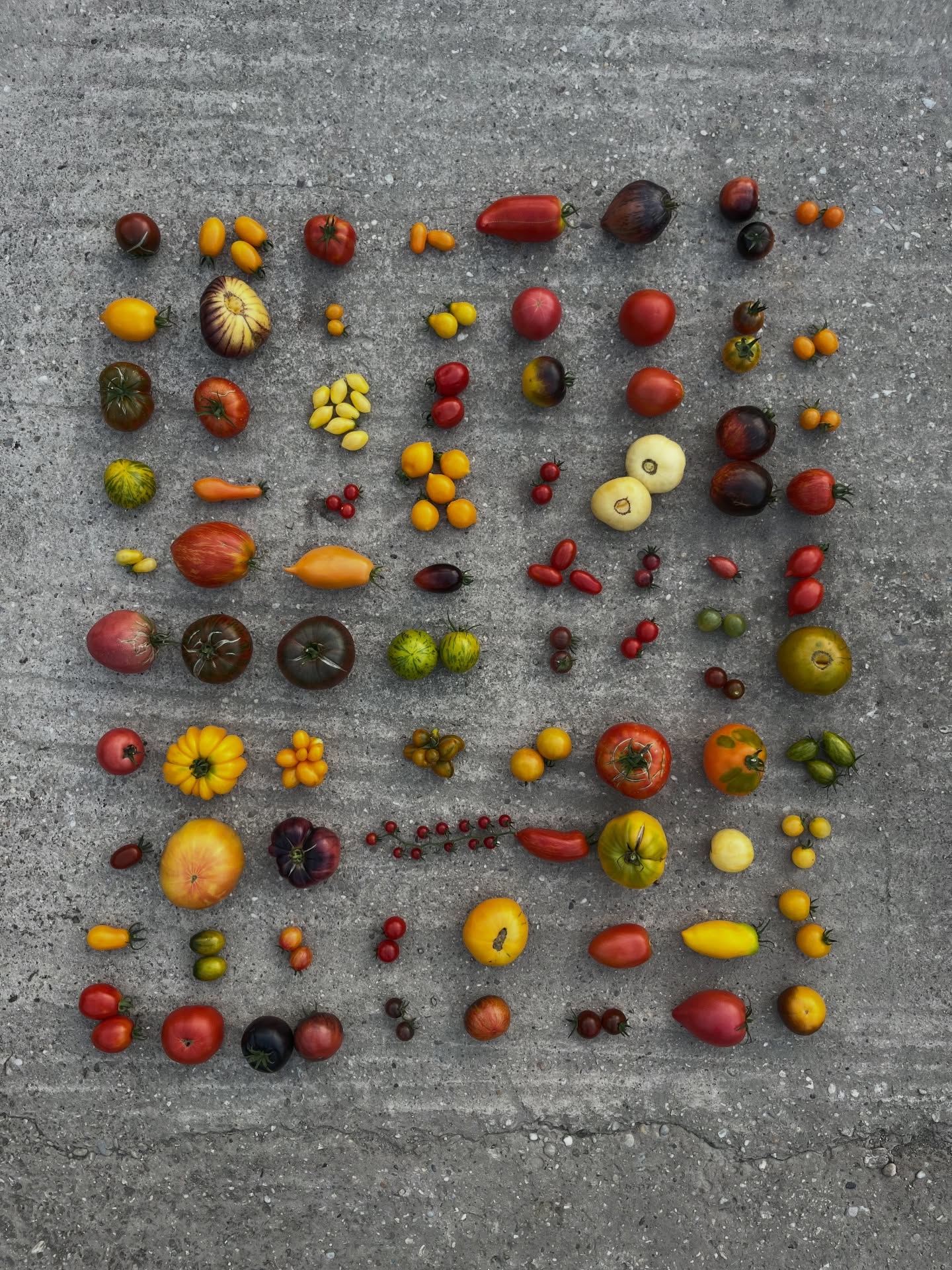 Všetko pre vašu záhradu na jednom mieste. 🌱
Máj sa blíži a s ním aj čas výsadby. Tento rok sme pre vás pripravili poriadne pestrú ponuku:
• 🍅 80 druhov paradajok (od klasiky po rarity)
• 🌿 Rozmanité bazalky
• 🍆 Množstvo odrôd baklažánov
• 🥒 Cukety, uhorky a melóny
Kde nás nájdete?
Tradične štartujeme v prvú májovú sobotu:
📍 U nás v skleníku
📍 Na Starej tržnici v Bratislave
🔥 NOVINKA pre tento rok:
Ak to k nám máte ďaleko, priesady si môžete objednať s doručením po celom Slovensku. Stačí si naklikať svoj box na e-shope.