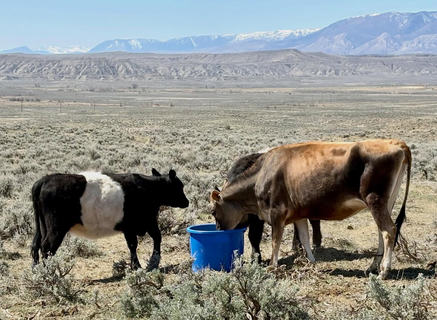 Loved by all, trusted by producers 🐂
Keep your herd performing at its best with Rumen Edge cattle supplement from AgriBest Feeds — supporting nutrition, health, and overall performance every day.
https://www.agribestfeeds.com/products/rumenedge
#AgriBestFeeds #RumenEdge #CattleNutrition #HealthyHerd #LivestockCare