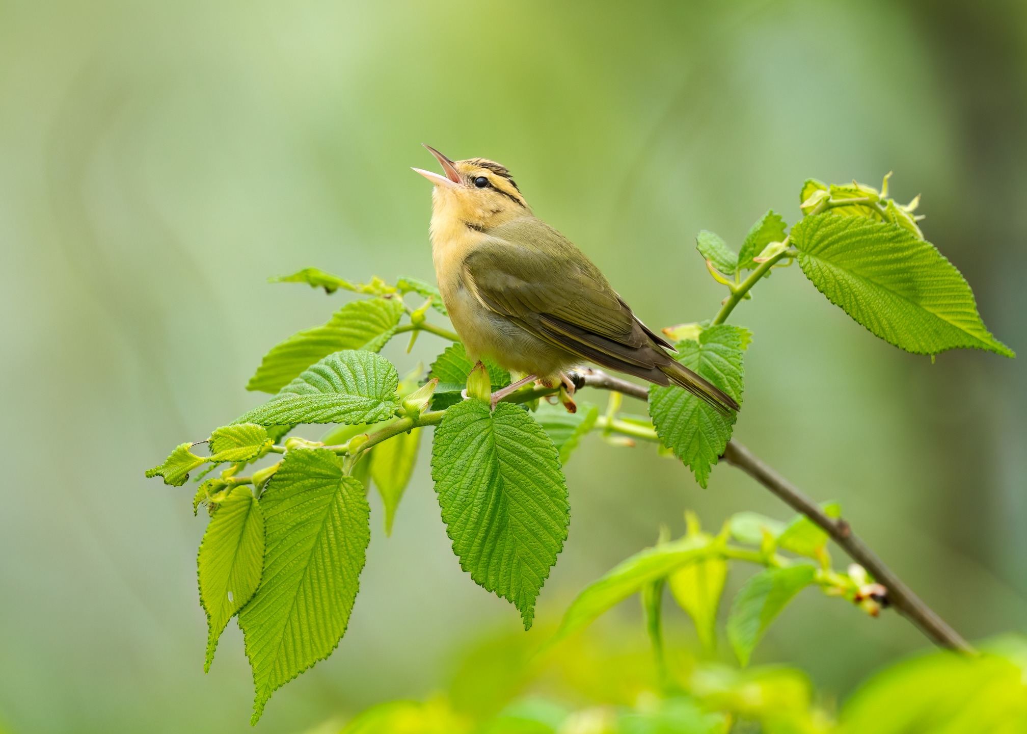 Worm-eating Warbler