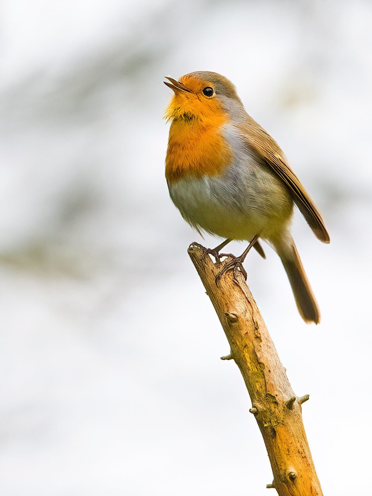 Das Rotkehlchen ist erstaunlich mutig: Es kommt oft sehr nah an Menschen heran, besonders wenn im Garten Erde umgegraben wird – in der Hoffnung auf ein paar freigelegte Würmer.
#Rotkehlchen #robin #rougegorge #pettirosso #petirrojo