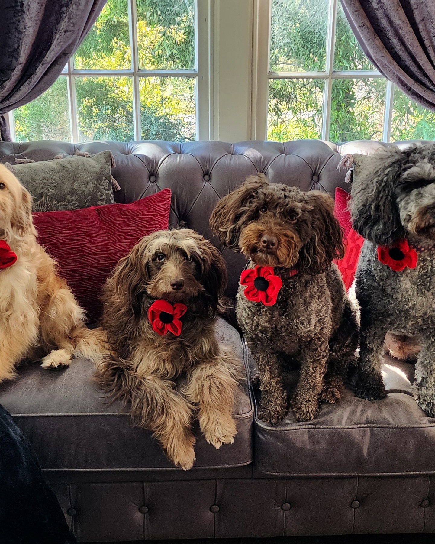 🌺 One poppy. On a collar. Instant magic.
The POPPY Collar Flower attaches to any collar in seconds with a simple hook and loop fastening — no fuss, no hassles, just a beautiful red velvet poppy that makes people stop and smile.
One size fits all collars. Perfect for weddings, parties, photoshoots, ANZAC Day, Remembrance Day, Memorial Day — or honestly any day your dog deserves something a little special.
And if your dog's name is Poppy? This was made for you. 🌺
Shop now at the link in bio.
📍 www.hendricksandmaple.com
#hendricksandmaple #dogcollar #collarflower #dogaccessories #giveyourbowsomewow