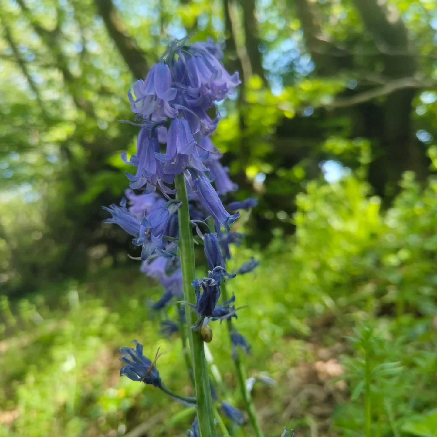 Good evening Wytches, spent the day relaxing in my favourite Wytchy Garden, drinking tea and talking Faeries with Missy.
She took us on a walk where we encountered a natural arch in the trees and were greeted by a Grove of Hawthorn and Blue Bells, with Ivy creeping everywhere.
We gave offerings to the Faeries/Fae, spending time communing, receiving Visions and gifts; I have constant inspiration since!
The end to a perfect day of Tea, Witchcraft and yummy food! I even took time to do a little foraging, and planned some new products!!
We are back open tomorrow, we have clients pre booked in the morning, and the afternoon we have open slots for Reiki by donation.
See you all soon
Blessings of the Land Sea and the Sky ❤️❤️❤️❤️