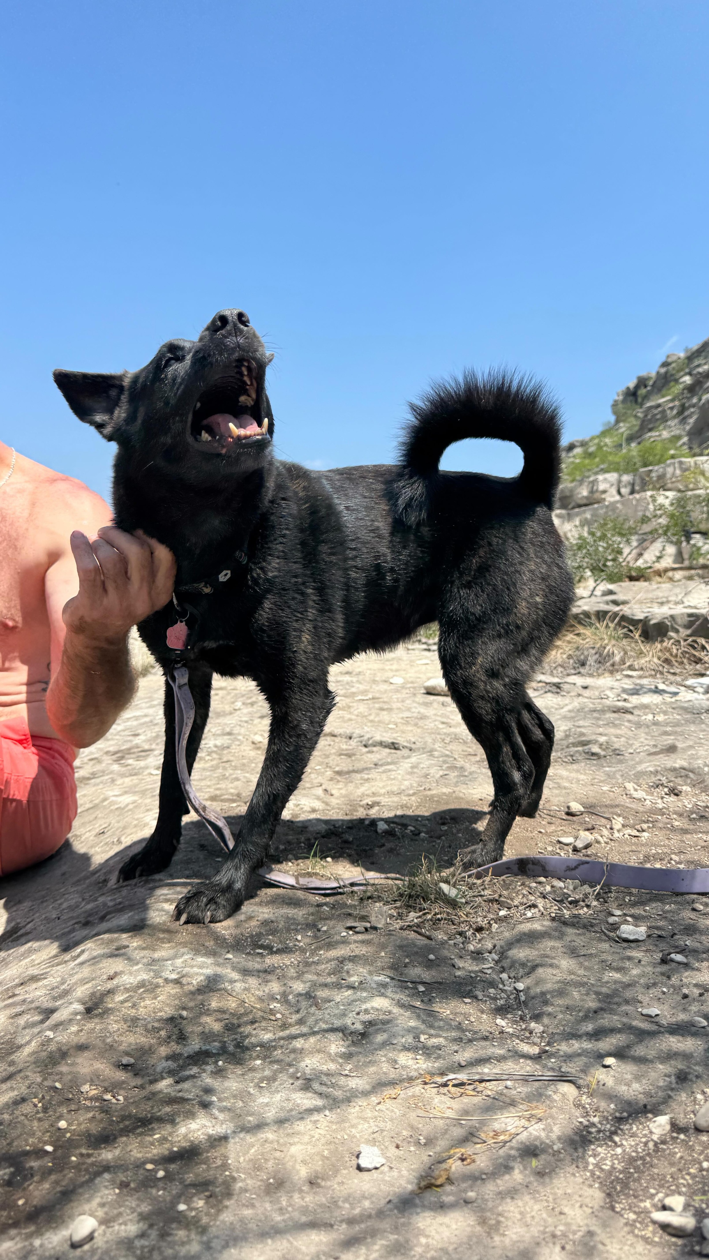 A day off from the daily, Luna & sidekick Jangles get a trip out of town! 🐠🛶
Contact me to book summer & fall 2026!
🐾Boerne Pet Sitting
📍Boerne - Fair Oaks Ranch - Dominion - Leon Springs
📱Book now 830-837-3135! DM to request more info