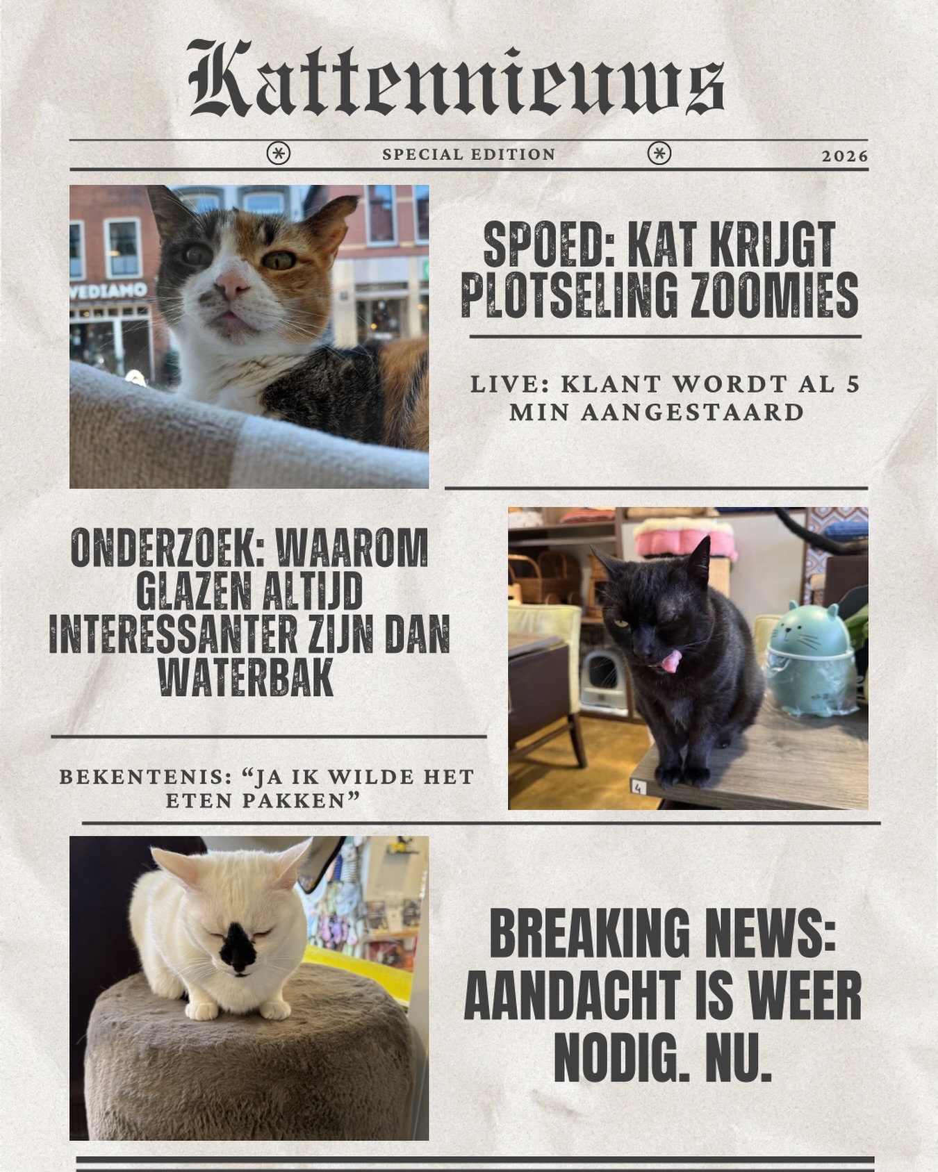 Kattennieuws maar dan realistisch 🐱📰