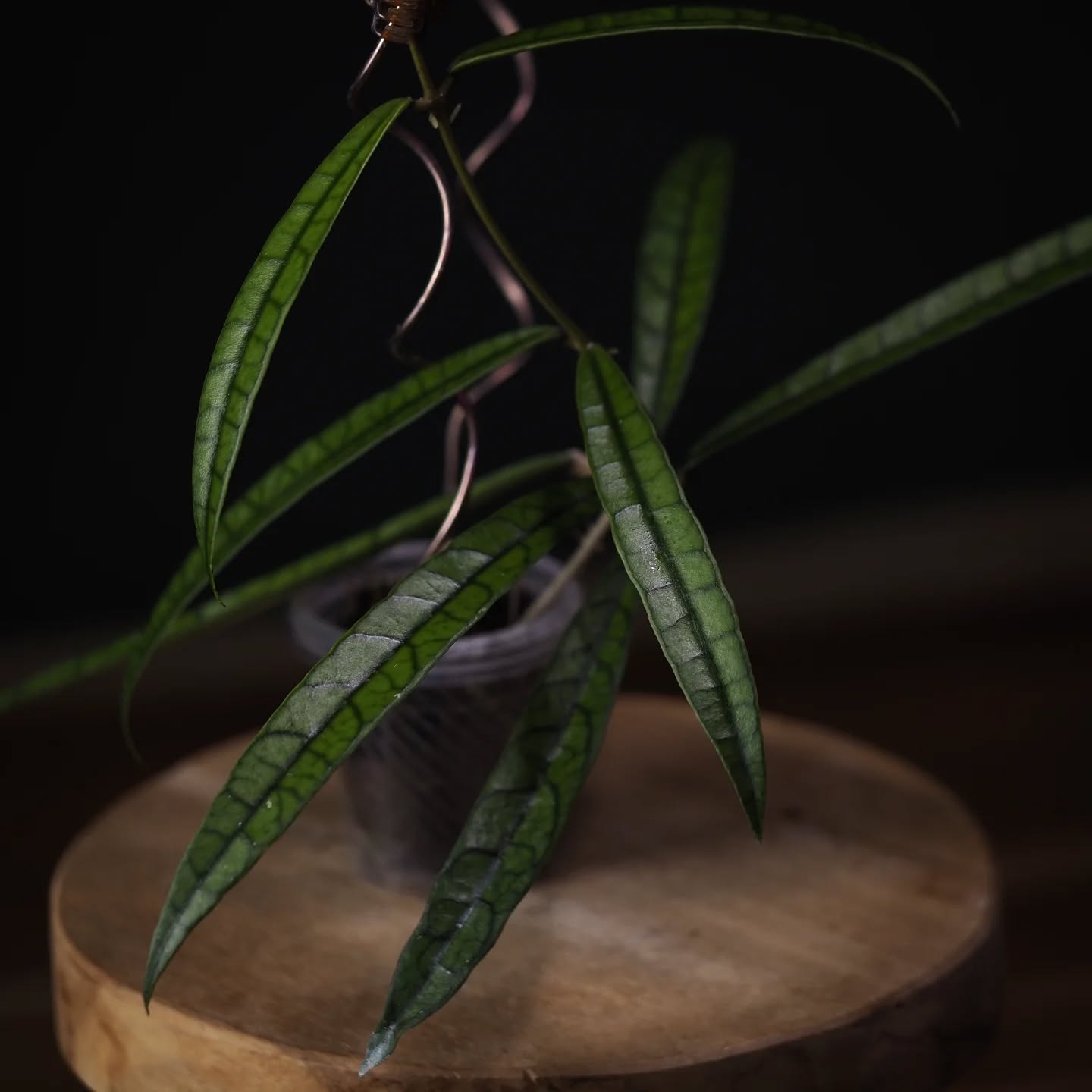 Hoya sp. East Kalimantan is quite a fast grower and truly one of a kind. The elongated leaves with structured veins are mesmerising.