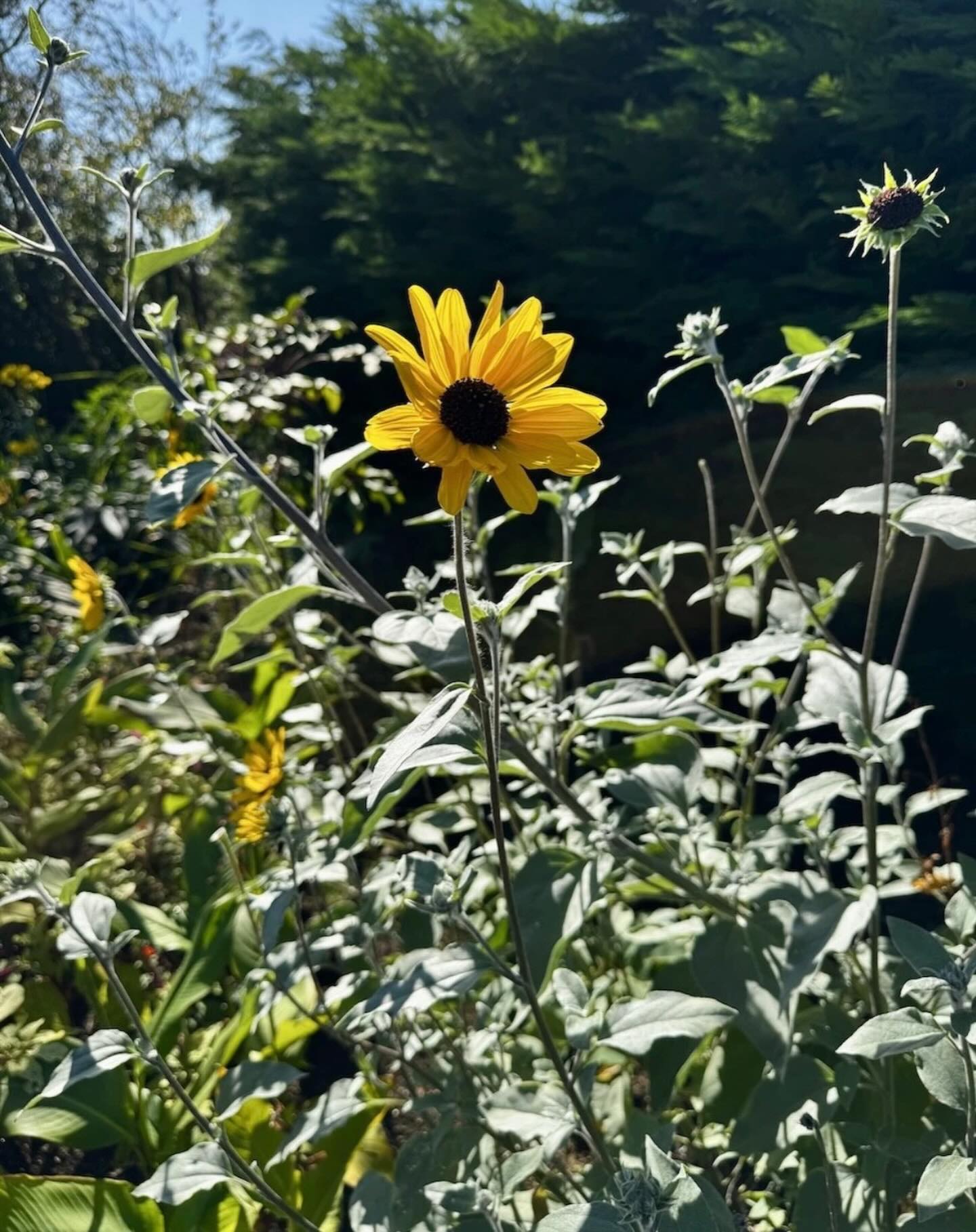 Helianthus argophyllus commonly known as the silver sunflower. Growing up to 2m tall with its soft silvery foliage, a lovely addition to any bed, border or container. 🌻 🌱 #plantsmakespeoplehappy #unusualplants #plantsplantsplants