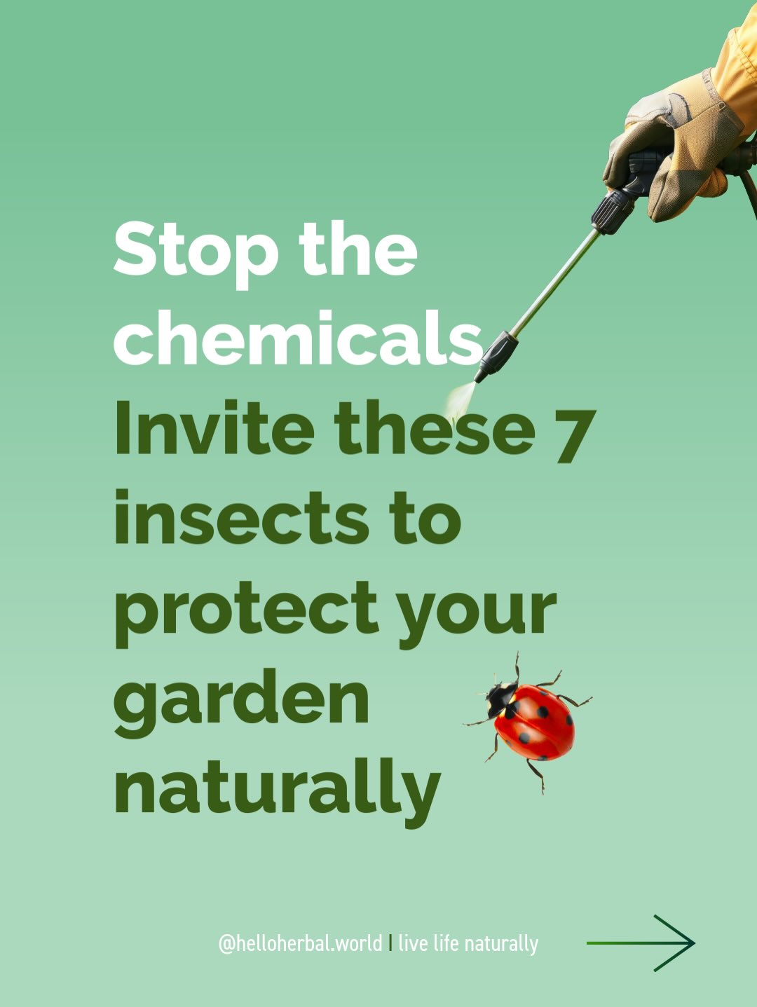Our gardens already have a built-in defense system… we just need to invite it in 😊.
Nature knows best. From ladybugs that wipe out aphids to bees and butterflies boosting pollination, these beneficial insects are meant to be in our garden to the work they are meant to do: clean up and protect. We really don’t need toxic sprays that are killing biodiversity and the soil.
If you plant the right flowers and support biodiversity, the garden will turn into a thriving, self-sustaining ecosystem. Natural pest control is our ally, right next to companion planting, and taking care of a healthy soil.
When you know which plants to plant this season to support these 7 insects, they will make your garden thrive.
Save this for this season, and more to come 🌼
Which of these insects have you spotted in your garden?
Drop a 💚 if you like more recipes like this, and cfollow me if you love living life naturally
#organicgardening #beneficialinsects #naturalpestcontrol #pollinators #gardentips