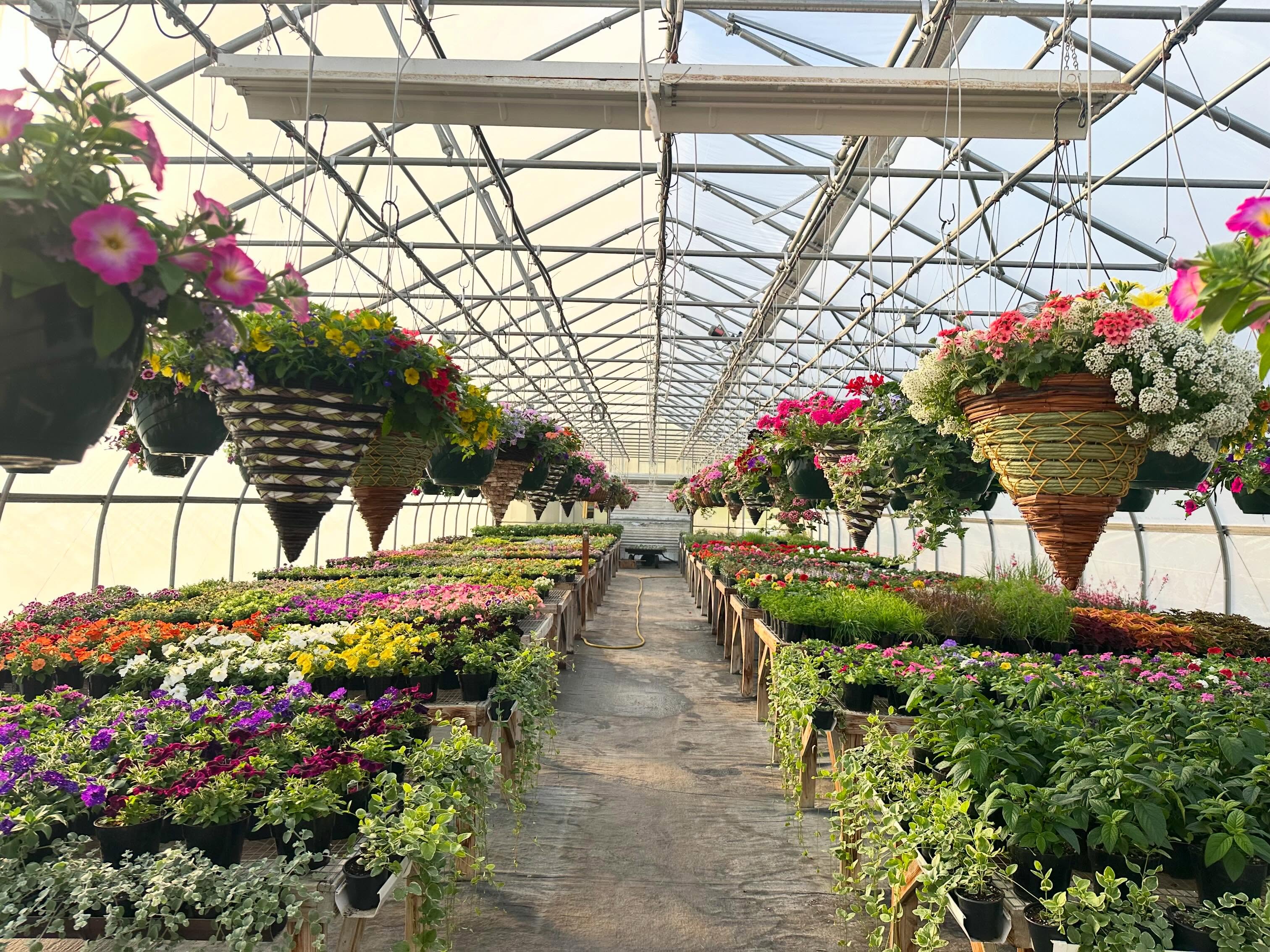 Thank you for a great Opening Day! We’re now open daily 9 a.m. to 5 p.m. and stocked with all your gardening essentials: potting soil, fun planters, seeds and so much more! Stop by and see us this weekend 🤩
📍4933 NY-145, Cobleskill, NY 12043
#coldspringfarmny #buylocal #schohariecounty #greenhouse #flowers