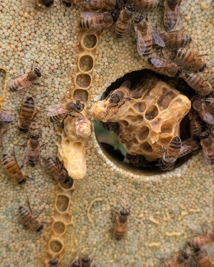 Some hidden queen cells on a @bshoneybees nuc box feeder.
#beekeeping #bshoneybees #queencells #beekeepinghowto