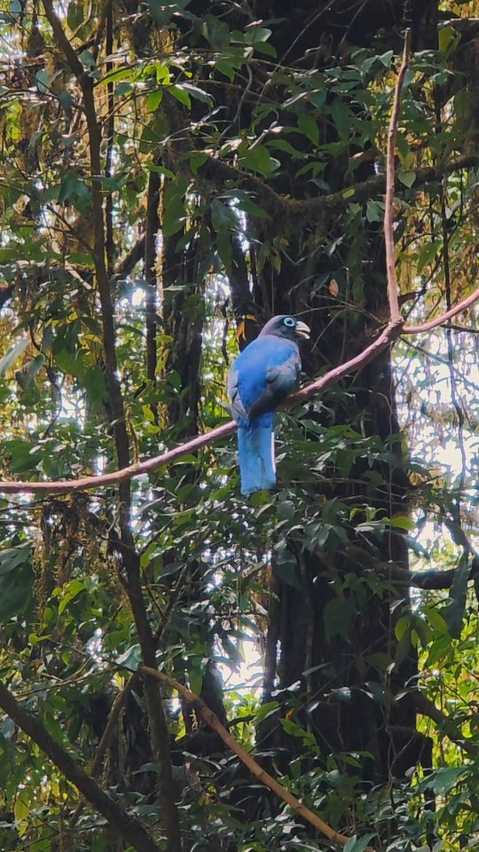 Dame nature a encore été bien généreuse ces derniers jours ! 🤩💚
Vous avez envie de découvrir le Costa Rica ?
Chez Costatourica on vous accompagne dans ce beau projet. Que vous cherchiez à voyager de manière autonome ou avec un guide francophone, nous proposons des solutions et itinéraires sur mesure pour que vous puissiez pleinement goûter à la Pura Vida en ayant le moins de préparatifs à charge 😻
#voyagecostarica #voyagesurmesure #costaricapuravida
